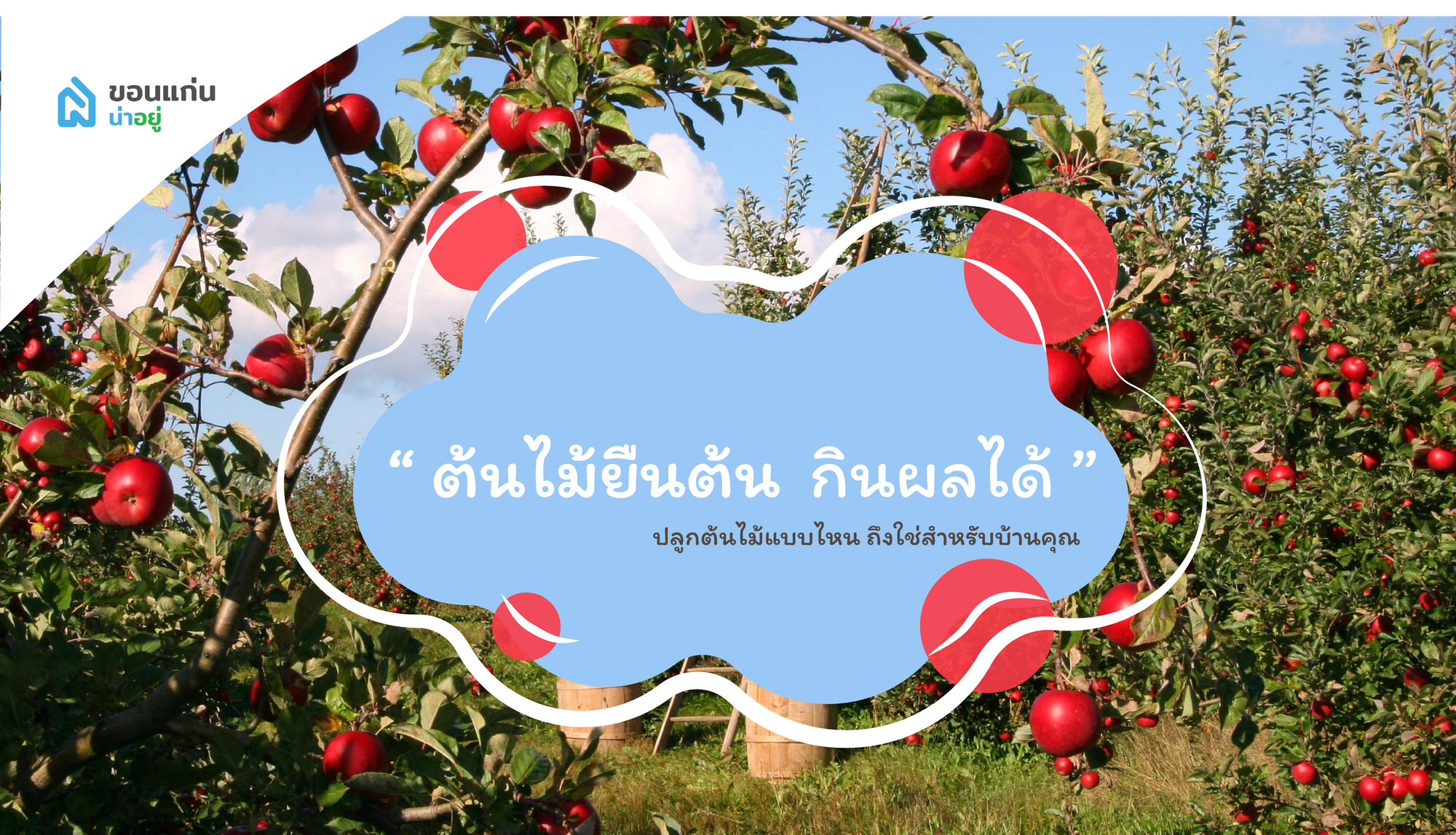 บ้านขอนแก่น ปลูกต้นไม้แบบไหน ถึงใช่สำหรับบ้านคุณ I ต้นไม้ยืนต้น กินผลได้