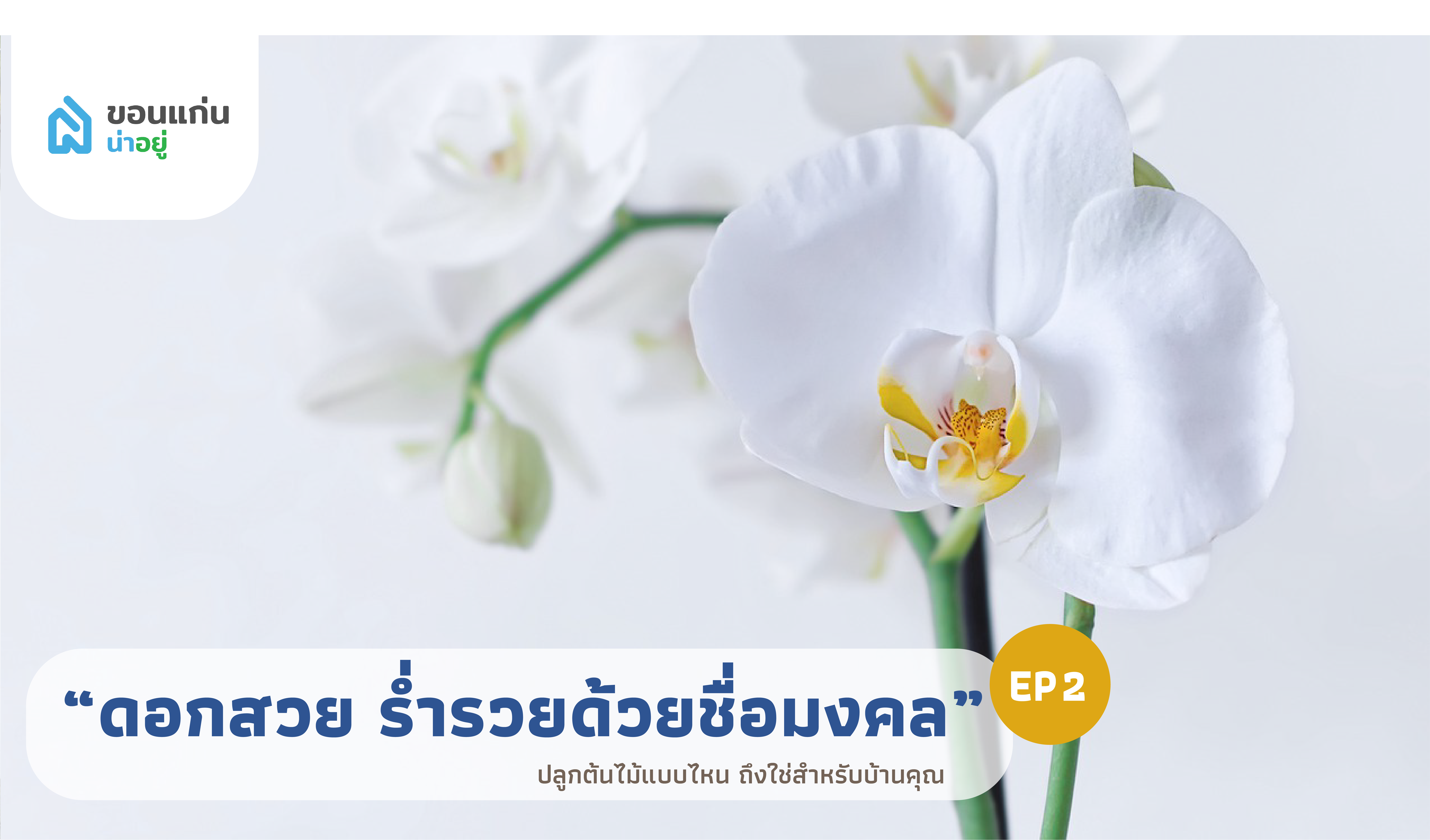 บ้านขอนแก่น ปลูกต้นไม้แบบไหน ถึงใช่สำหรับบ้านคุณ I ไม้ยืนต้น ดอกสวย ร่ำรวยด้วยชื่อมงคล EP 2