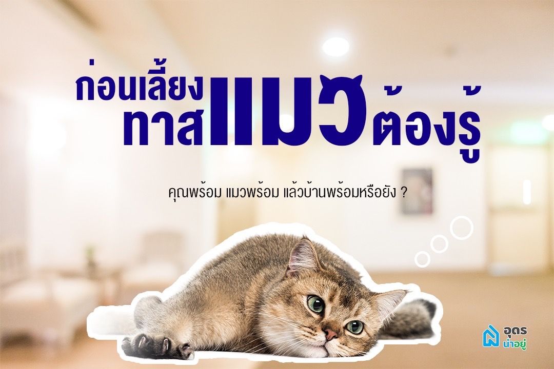 ก่อนเลี้ยงแมว ทาสแมวต้องรู้