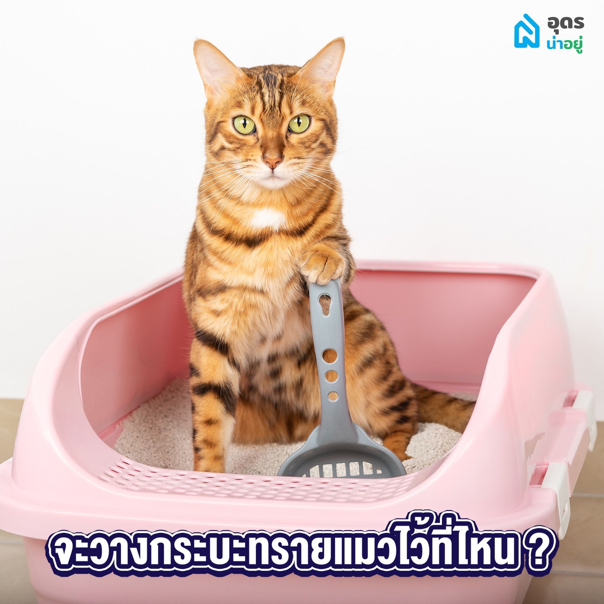 ทาสแมวต้องรู้
