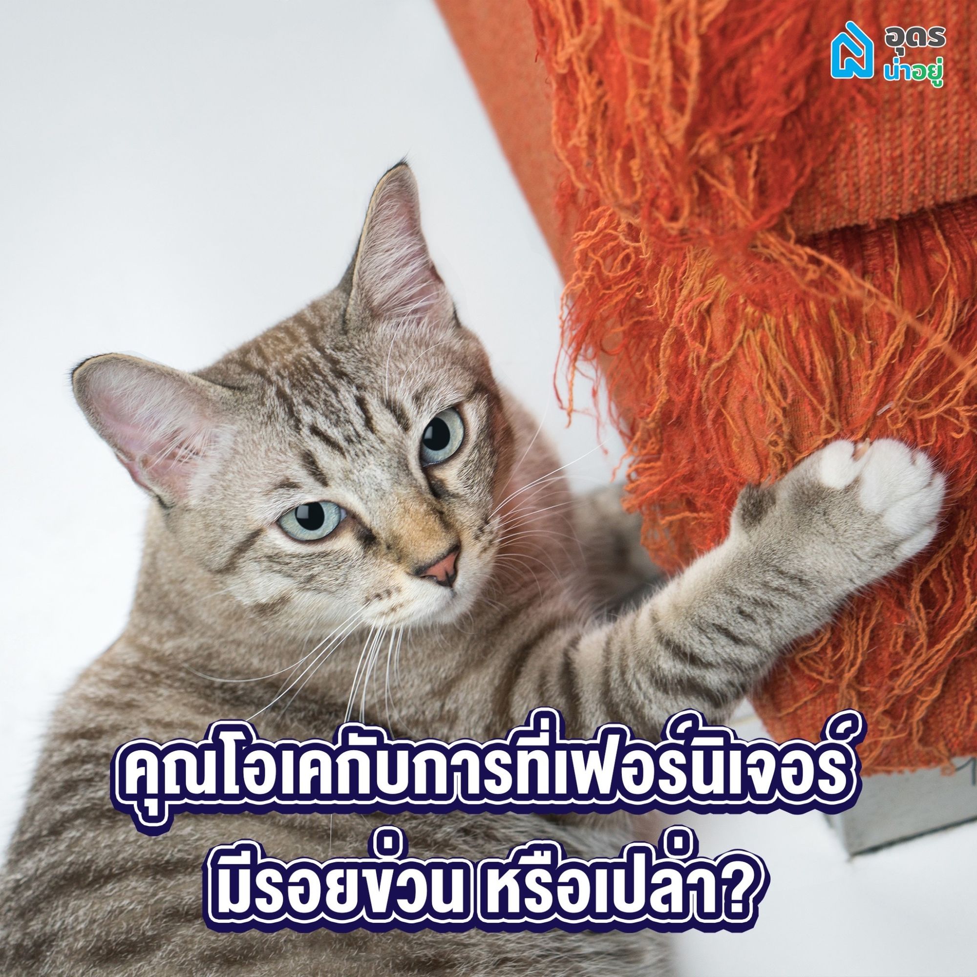 ทาสแมว
