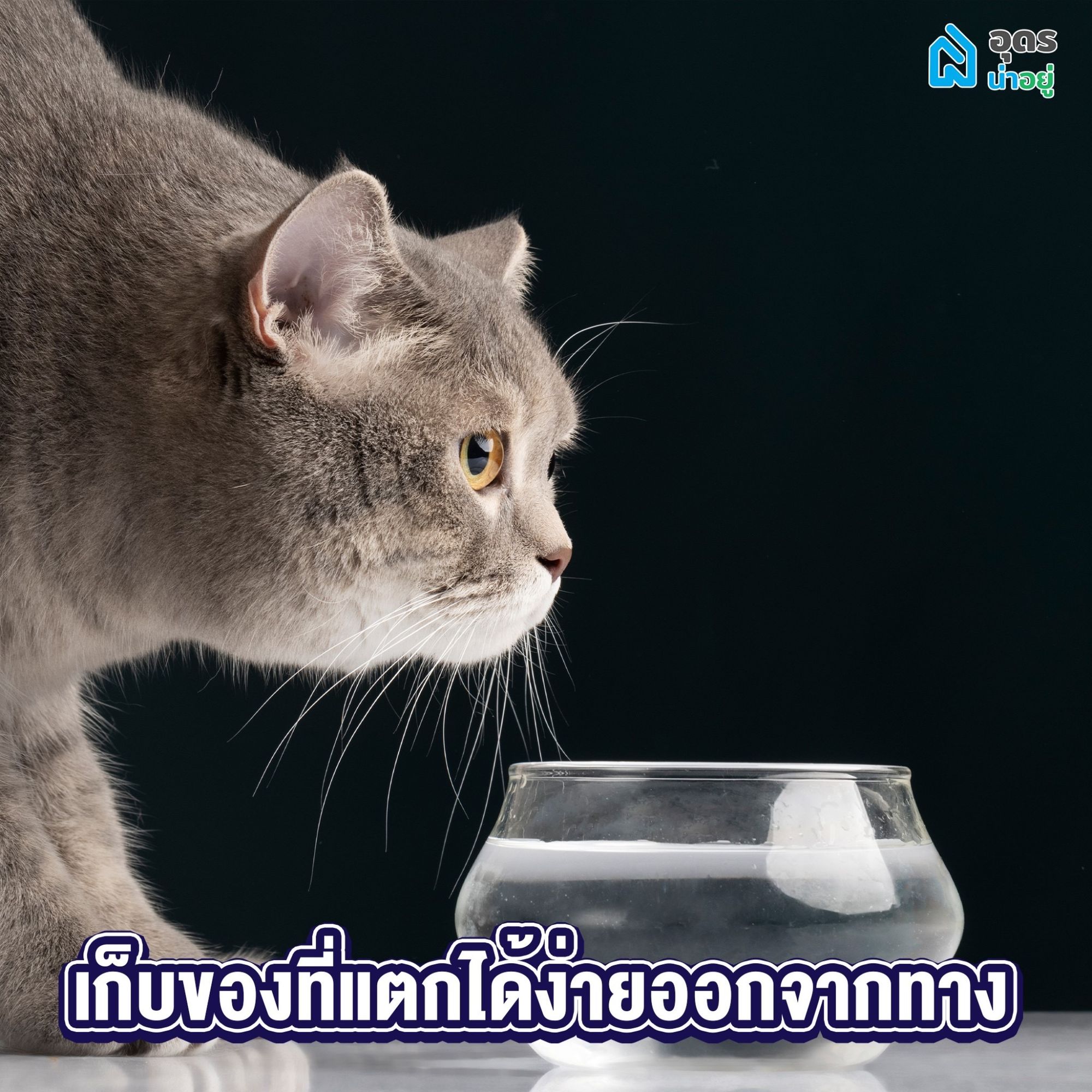 ทาสแมว