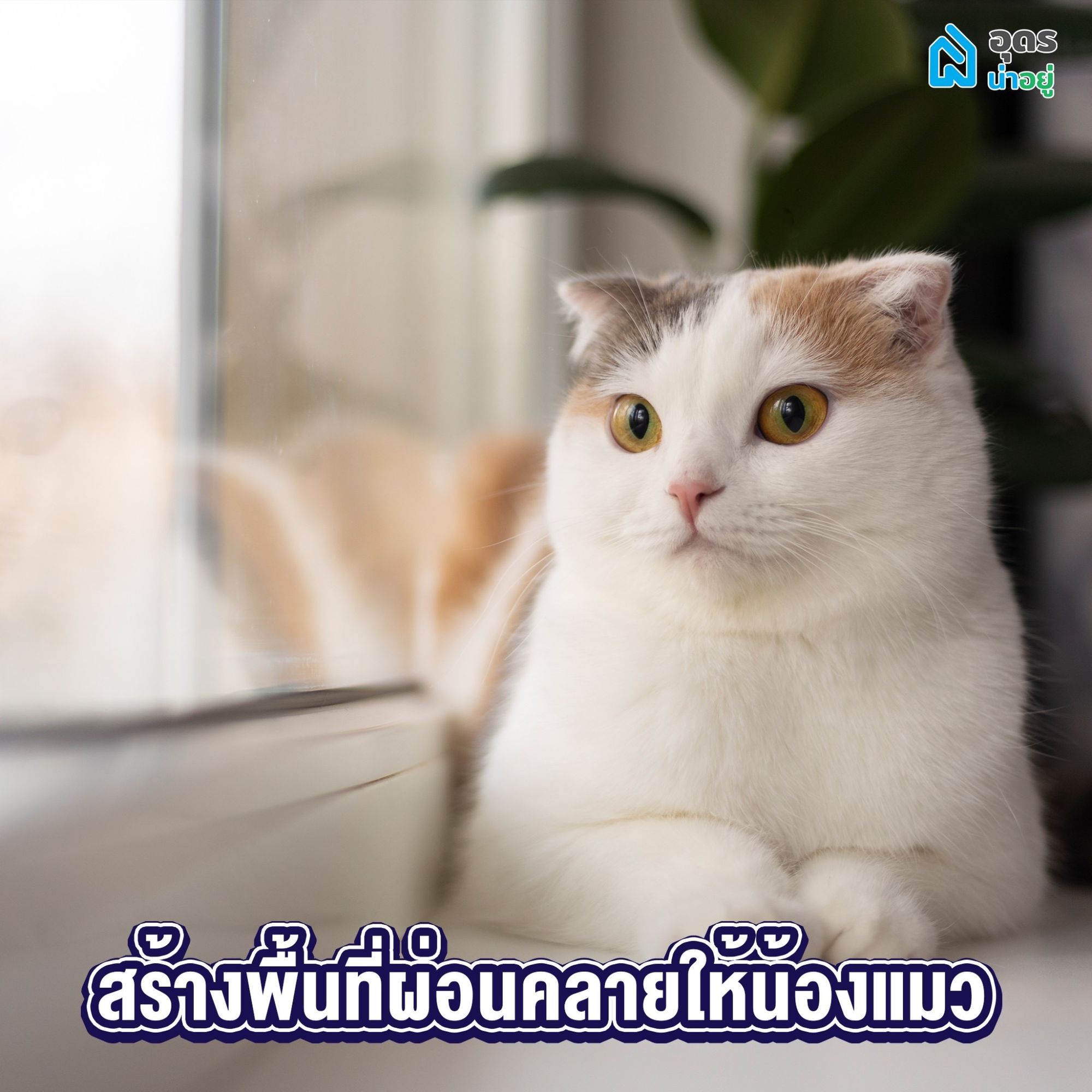 ทาสแมว
