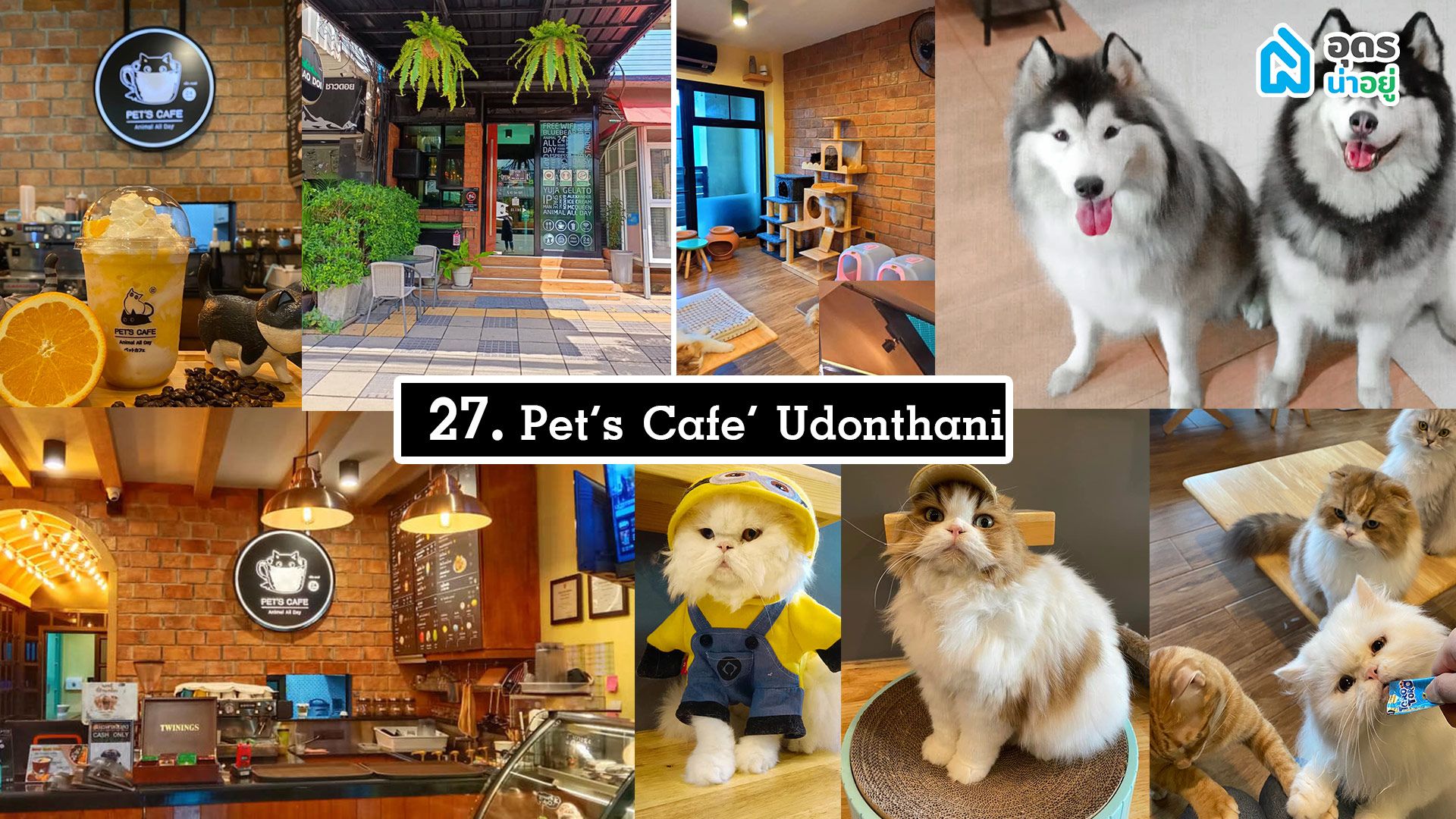 Pet's Cafe Udonthani