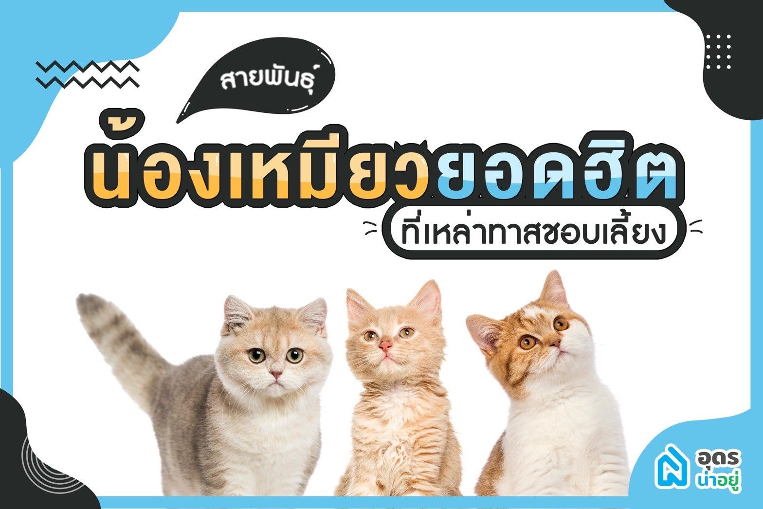 สายพันธ์น้องเหมียวยอดฮิต ที่เหล่าทาสต้องเลี้ยง