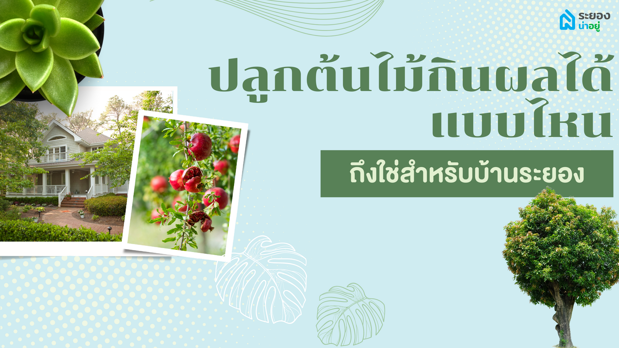 ปลูกต้นไม้กินผลได้แบบไหน ถึงใช่สำหรับบ้านระยอง
