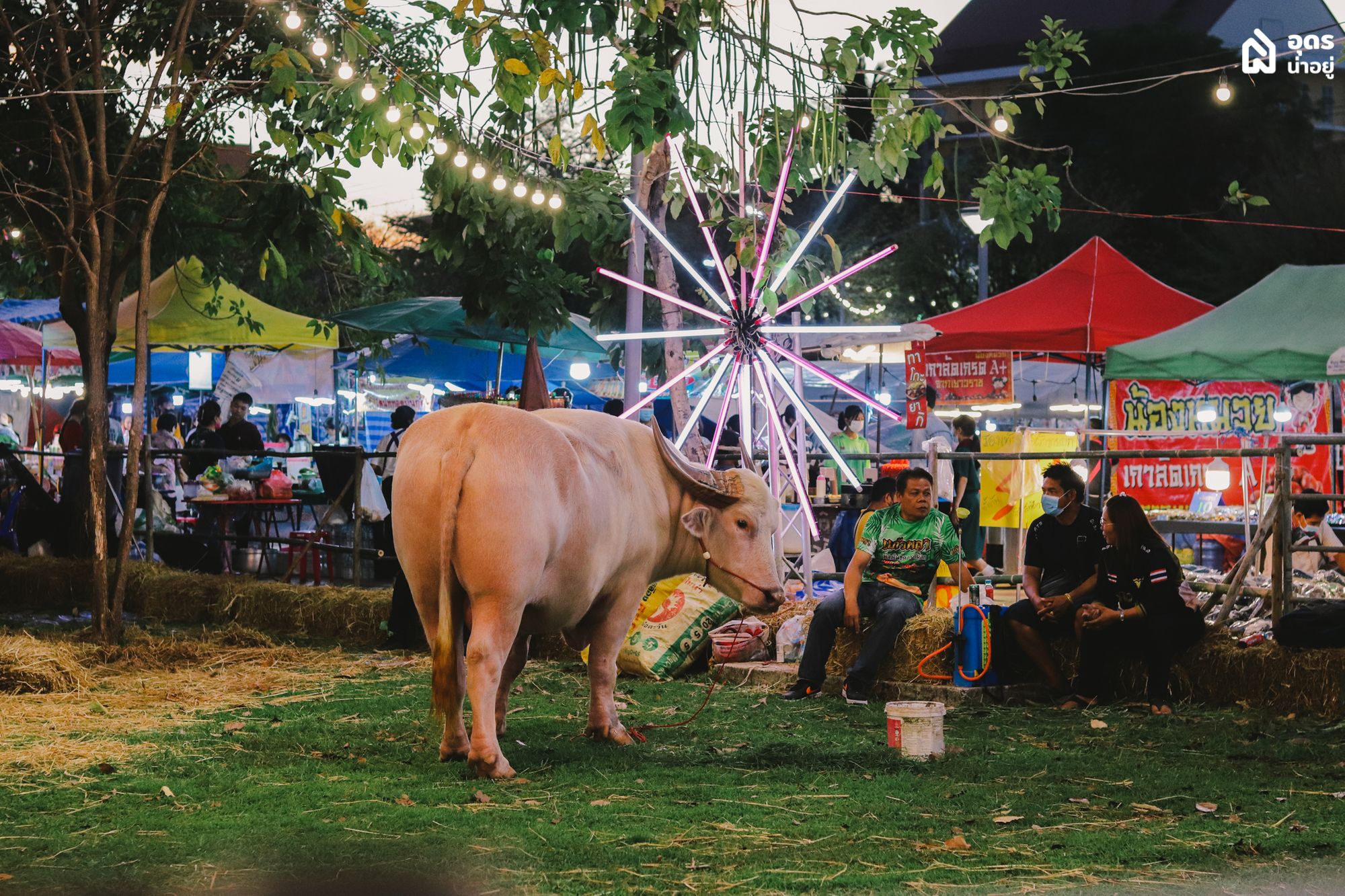 งานทุ่งศรีเมือง อุดรธานี