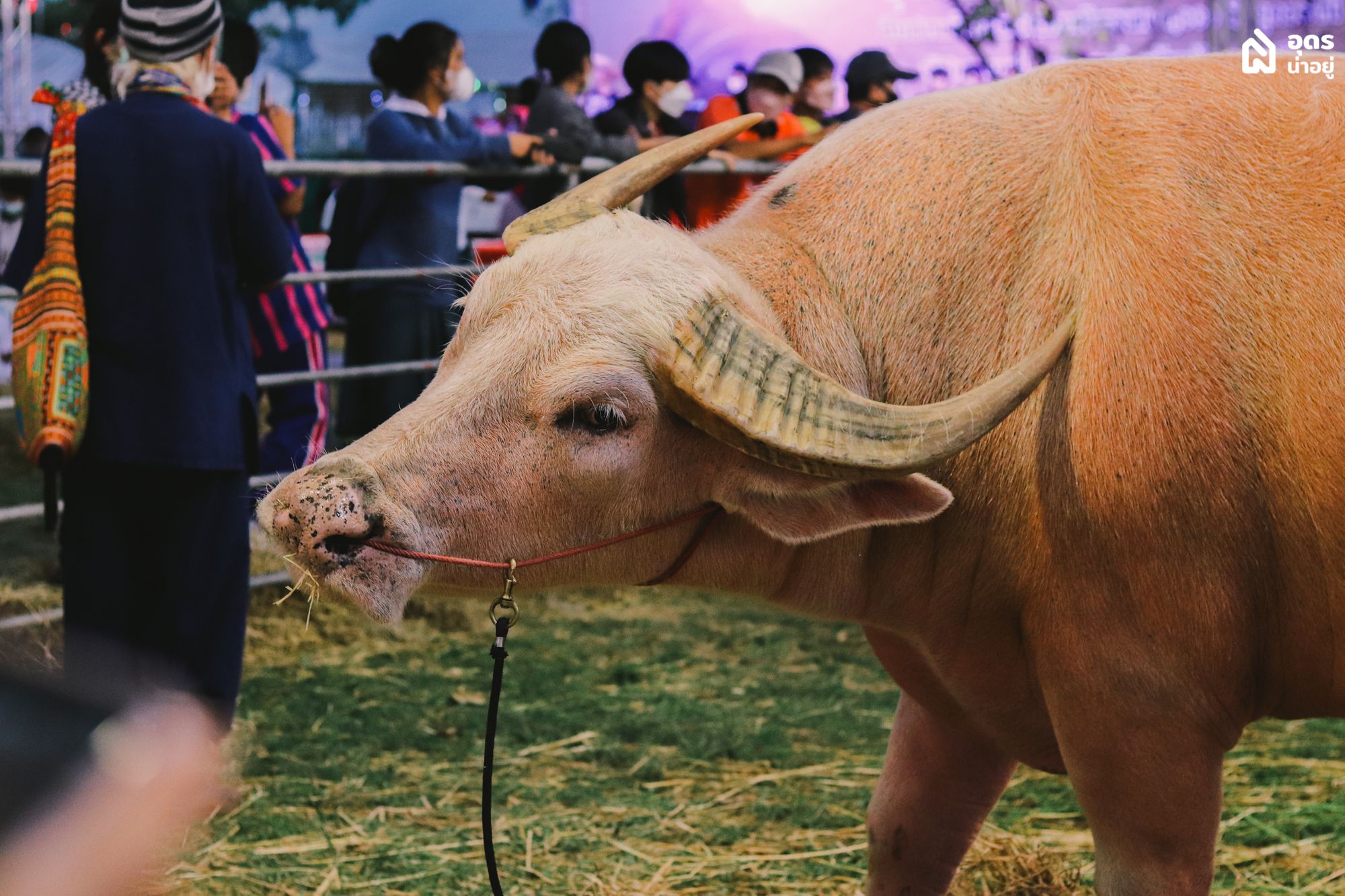 งานทุ่งศรีเมือง อุดรธานี