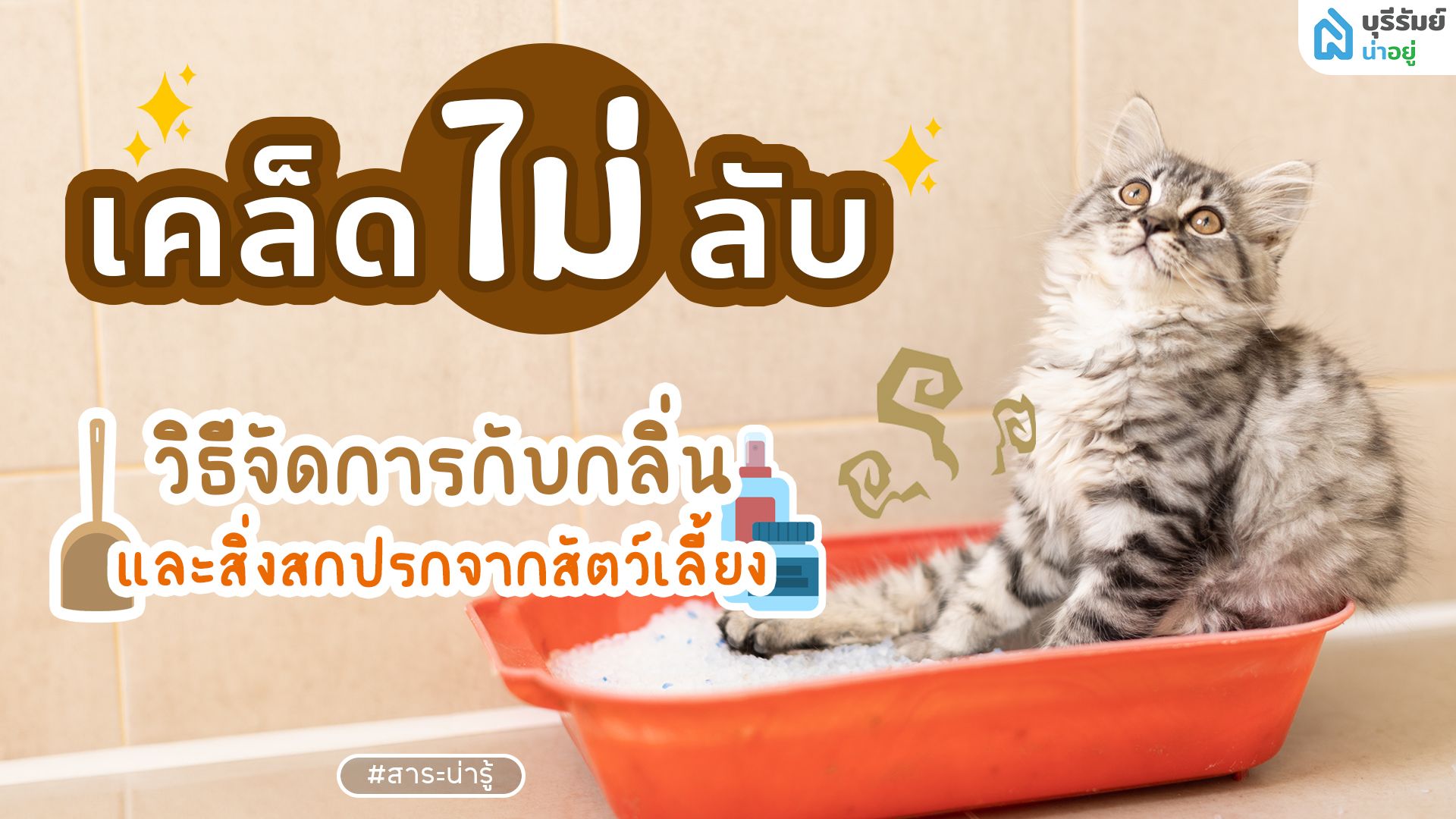 เคล็ด(ไม่)ลับ วิธีจัดการกับกลิ่นและสิ่งสกปรกของสัตว์เลี้ยง