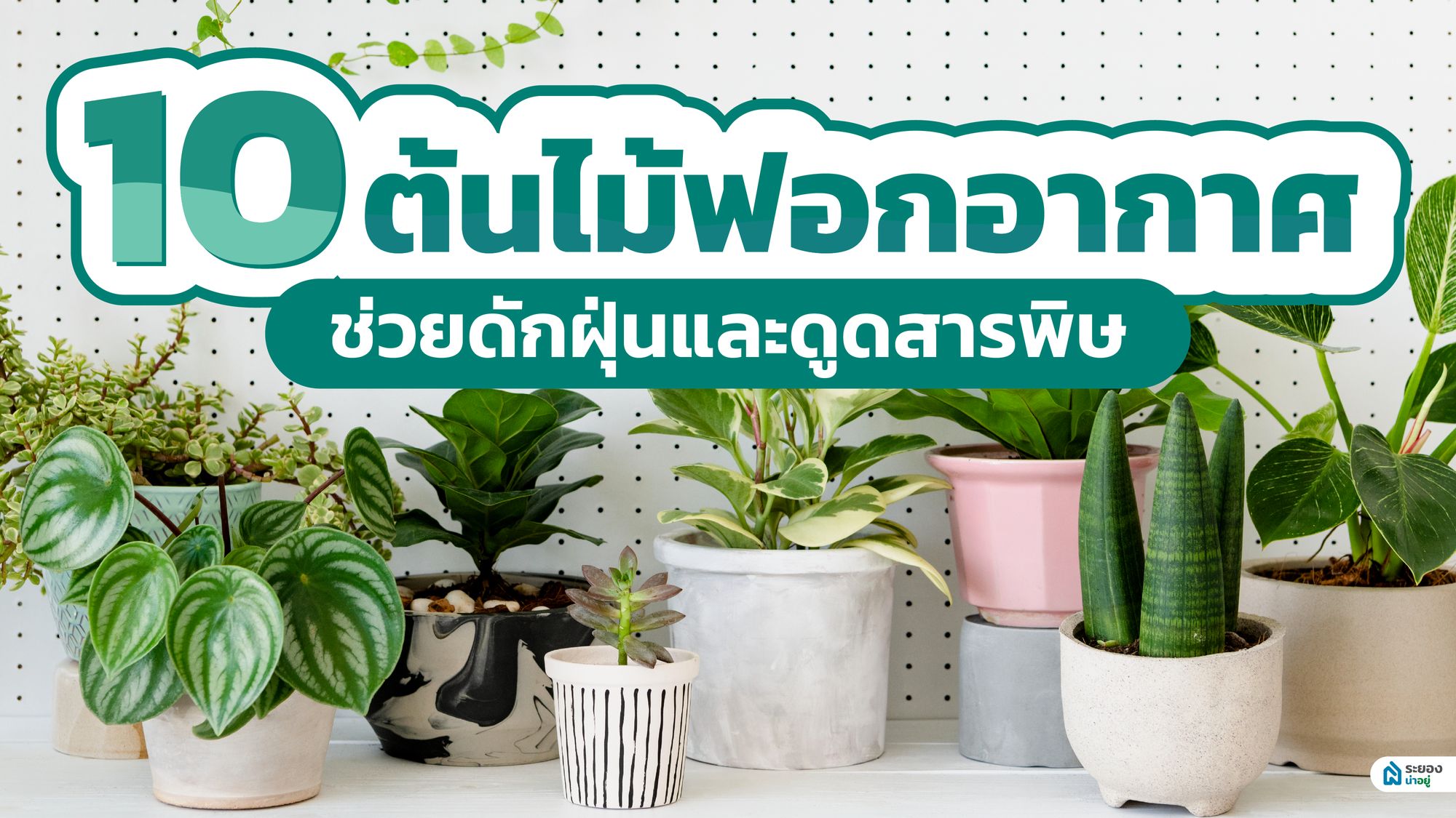 ระยองน่าอยู่แนะนำ 10 ต้นไม้ฟอกอากาศ ช่วยดักฝุ่นและดูดสารพิษ