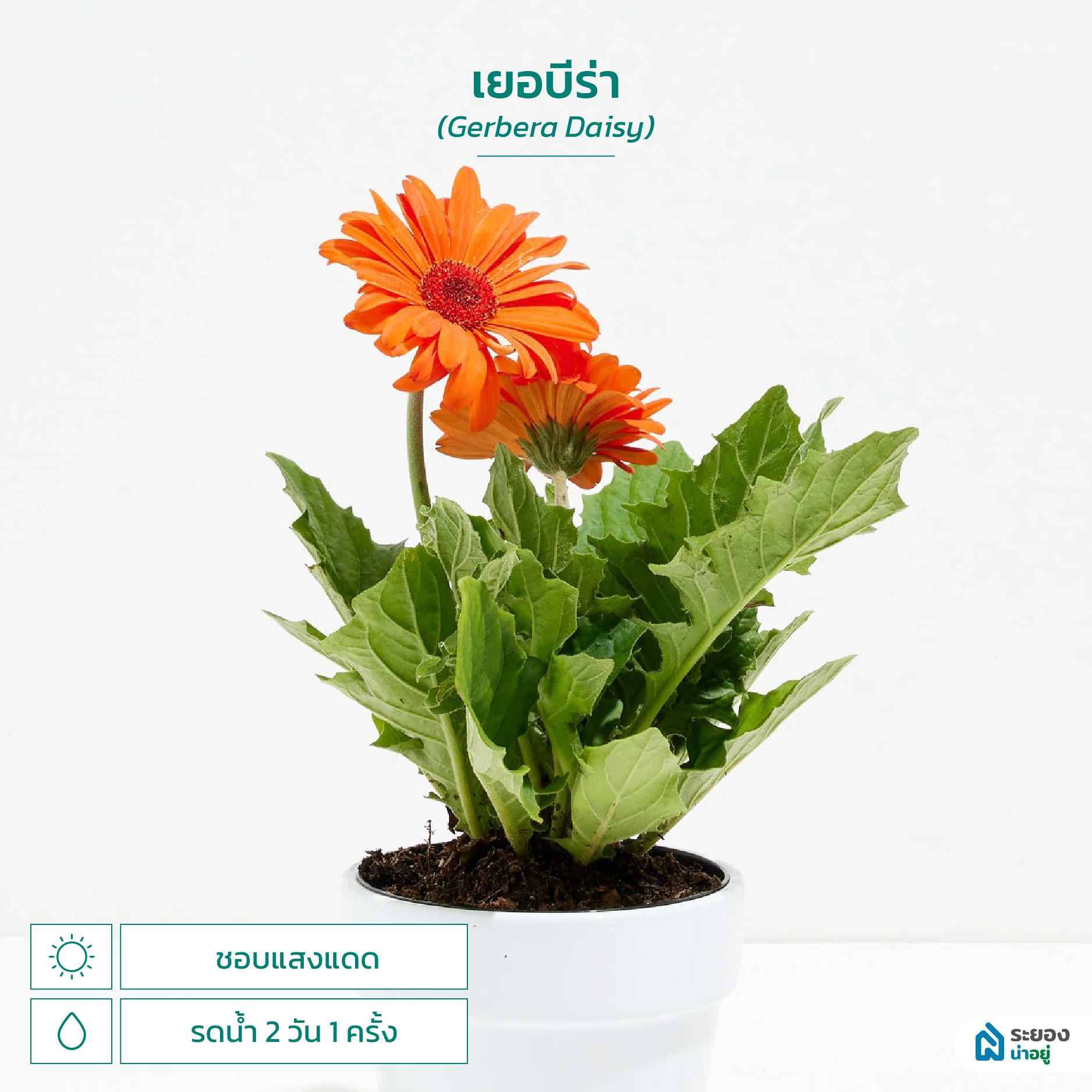 ระยองน่าอยู่ เยอบีร่า ต้นไม้ฟอกอากาศ