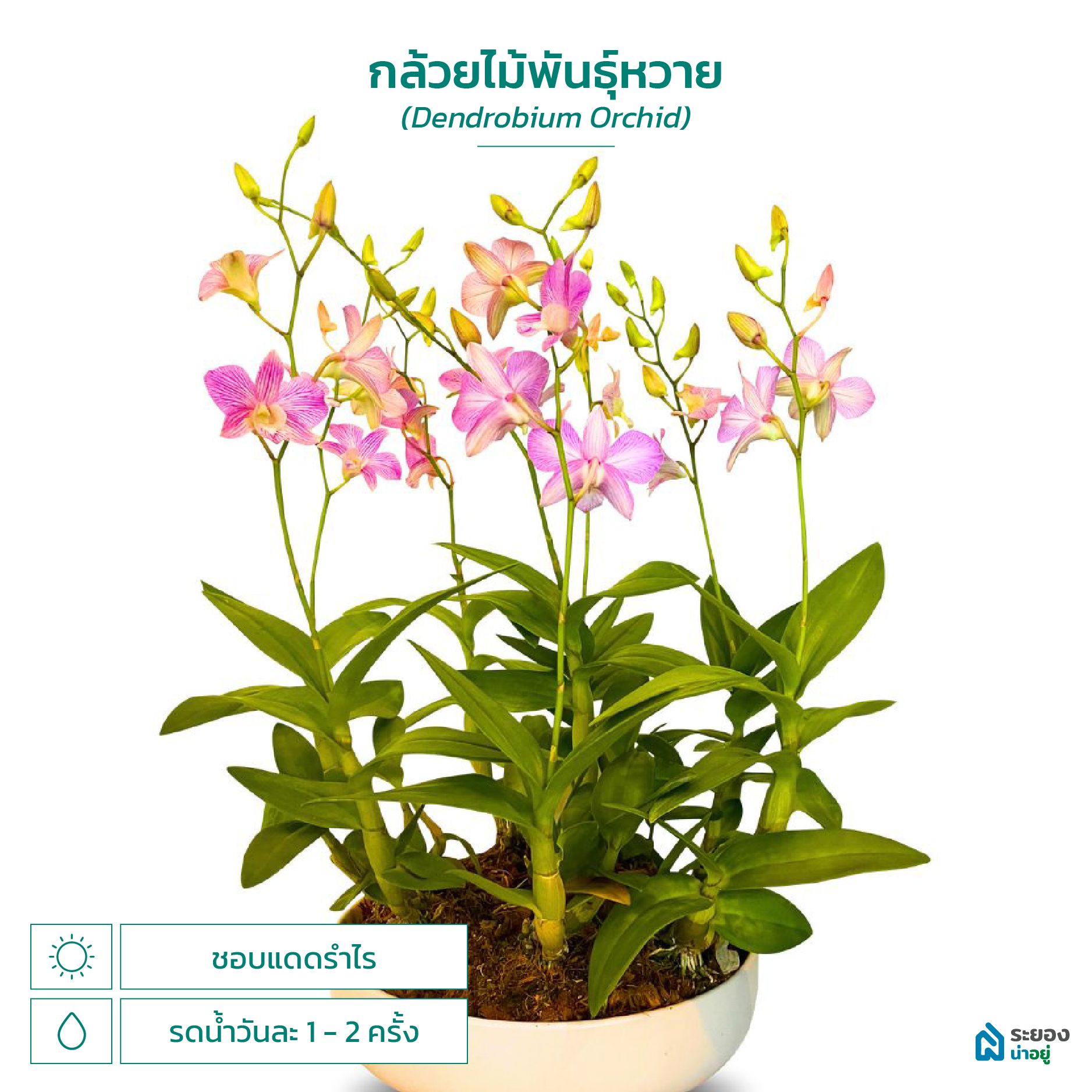 ระยองน่าอยู่ กล้วยไม้พันธุ์หวาน ต้นไม้ฟอกอากาศ