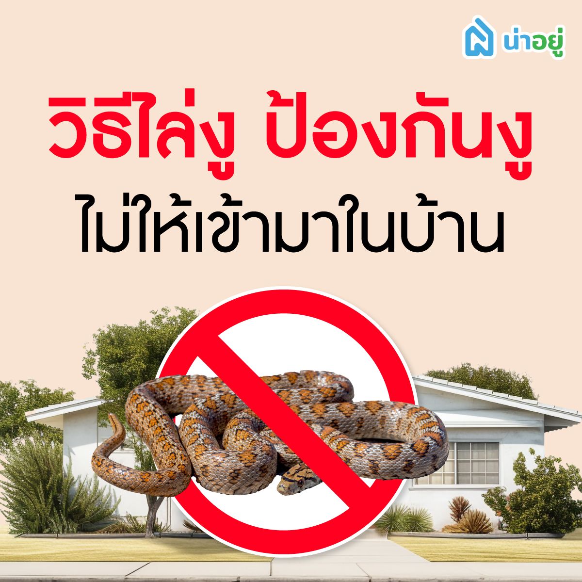 วิธีไล่งู ป้องกันงูไม่ให้เข้ามาในบ้าน