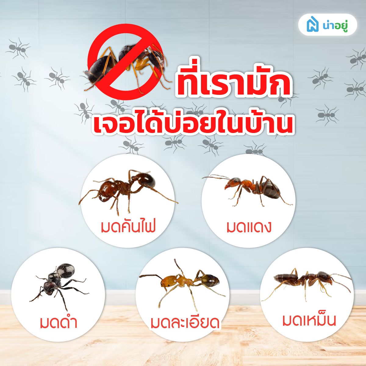มดที่เรามักเจอได้บ่อยในบ้าน