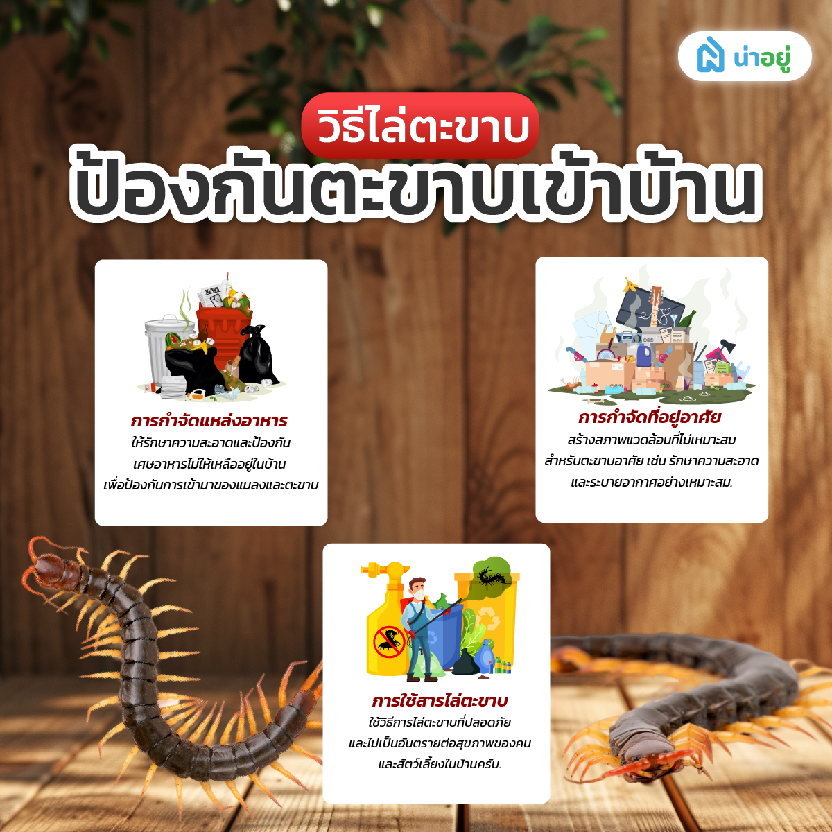 วิธีไล่ตะขาบ ป้องกันตะขาบเข้าบ้าน