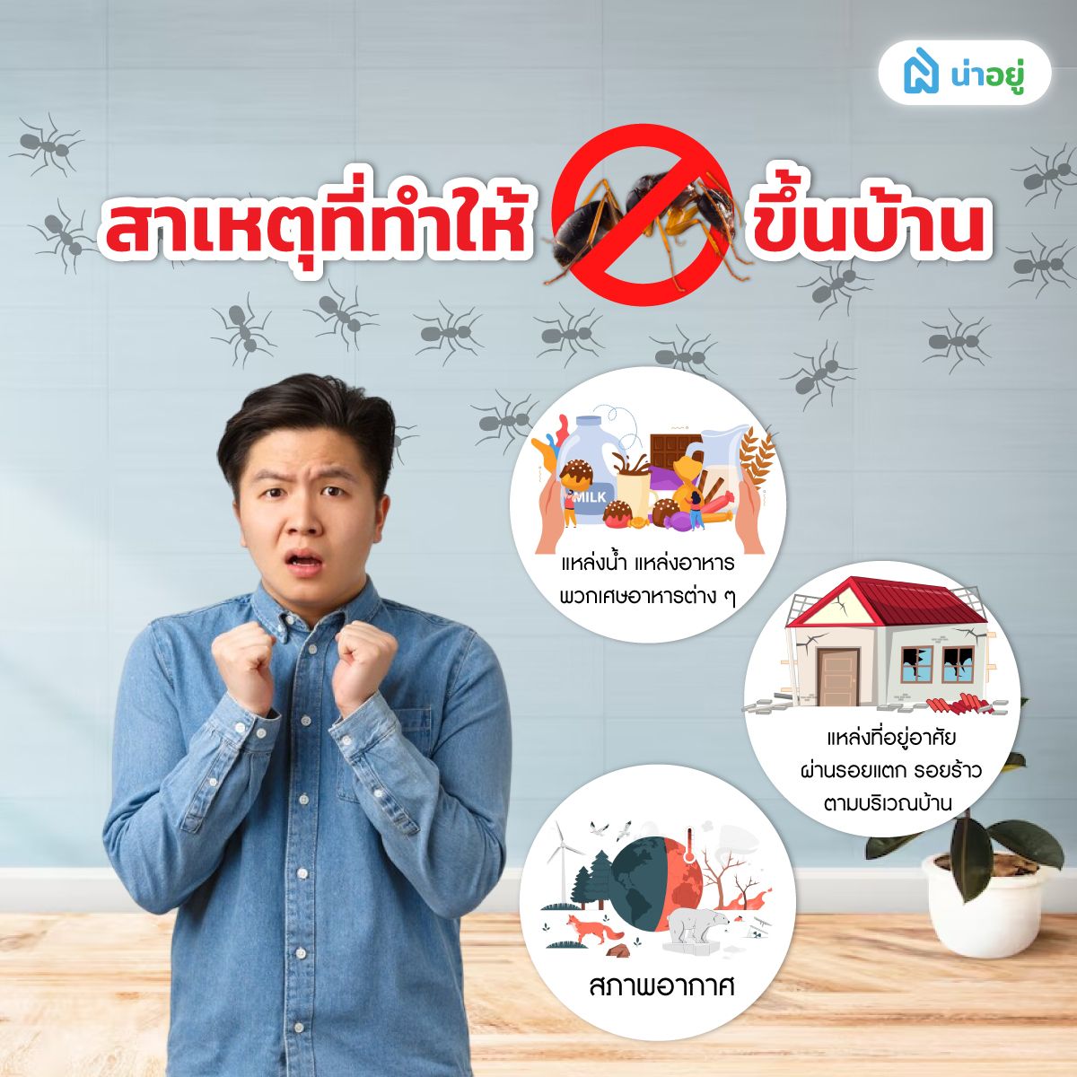สาเหตุที่ทำให้มดขึ้นบ้าน