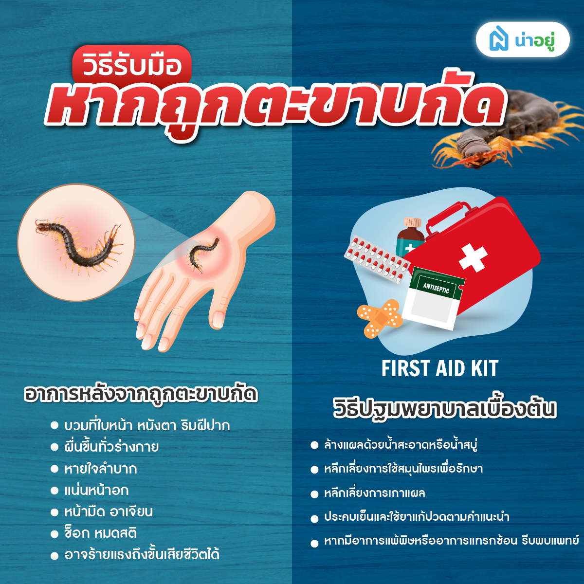วิธีรับมือ หากถูกตะขาบกัด