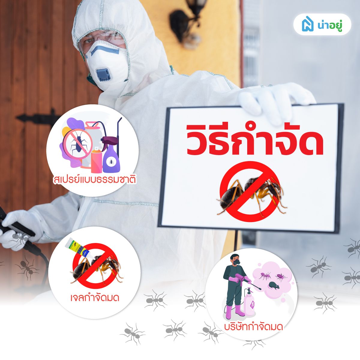 วิธีกำจัดมด