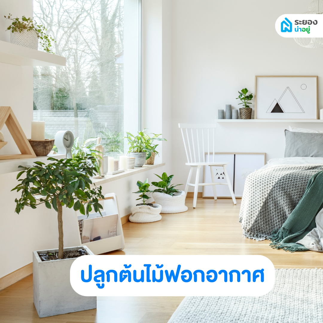 ปลูกต้นไม้ฟอกอากาศ