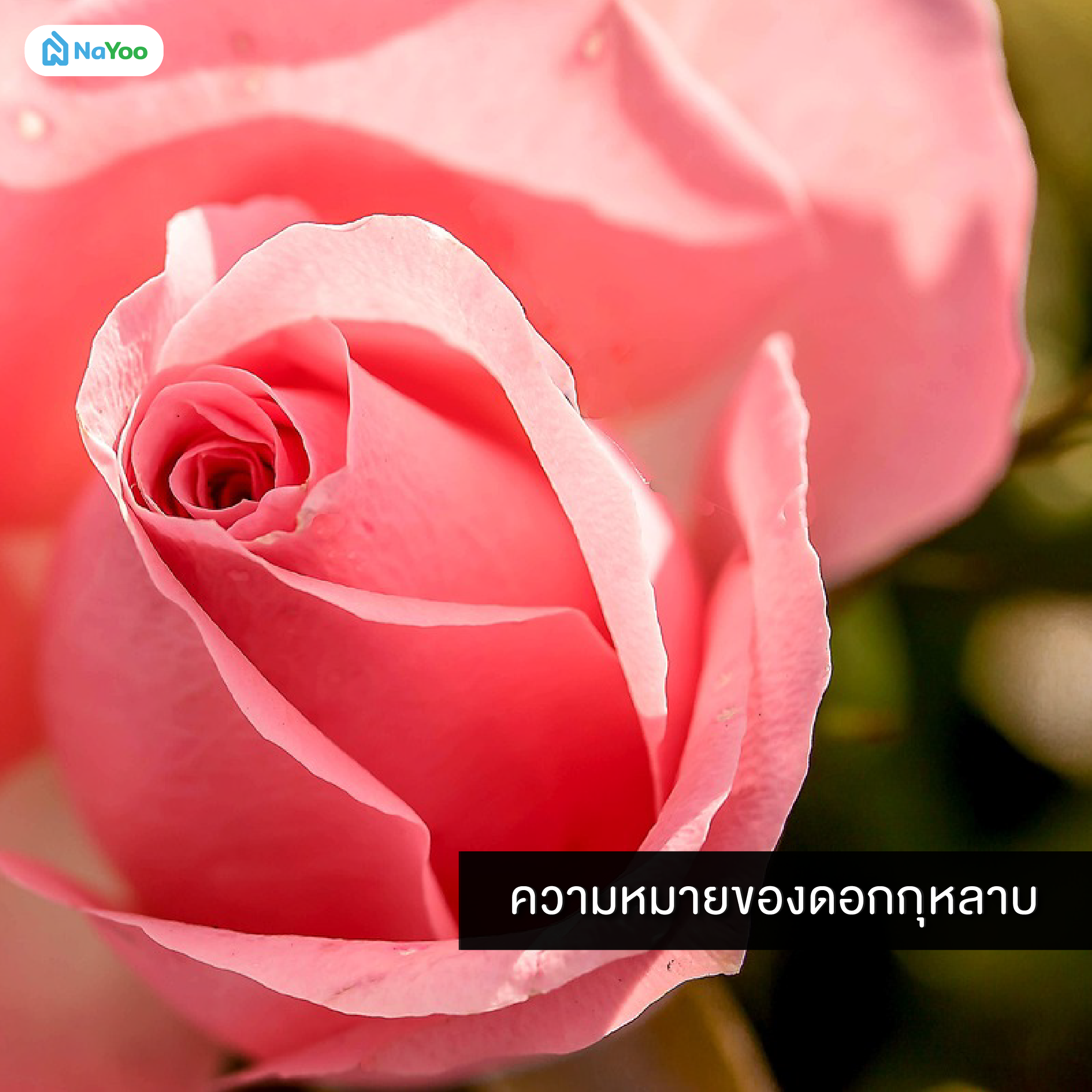 ความหมายของดอกกุหลาบ