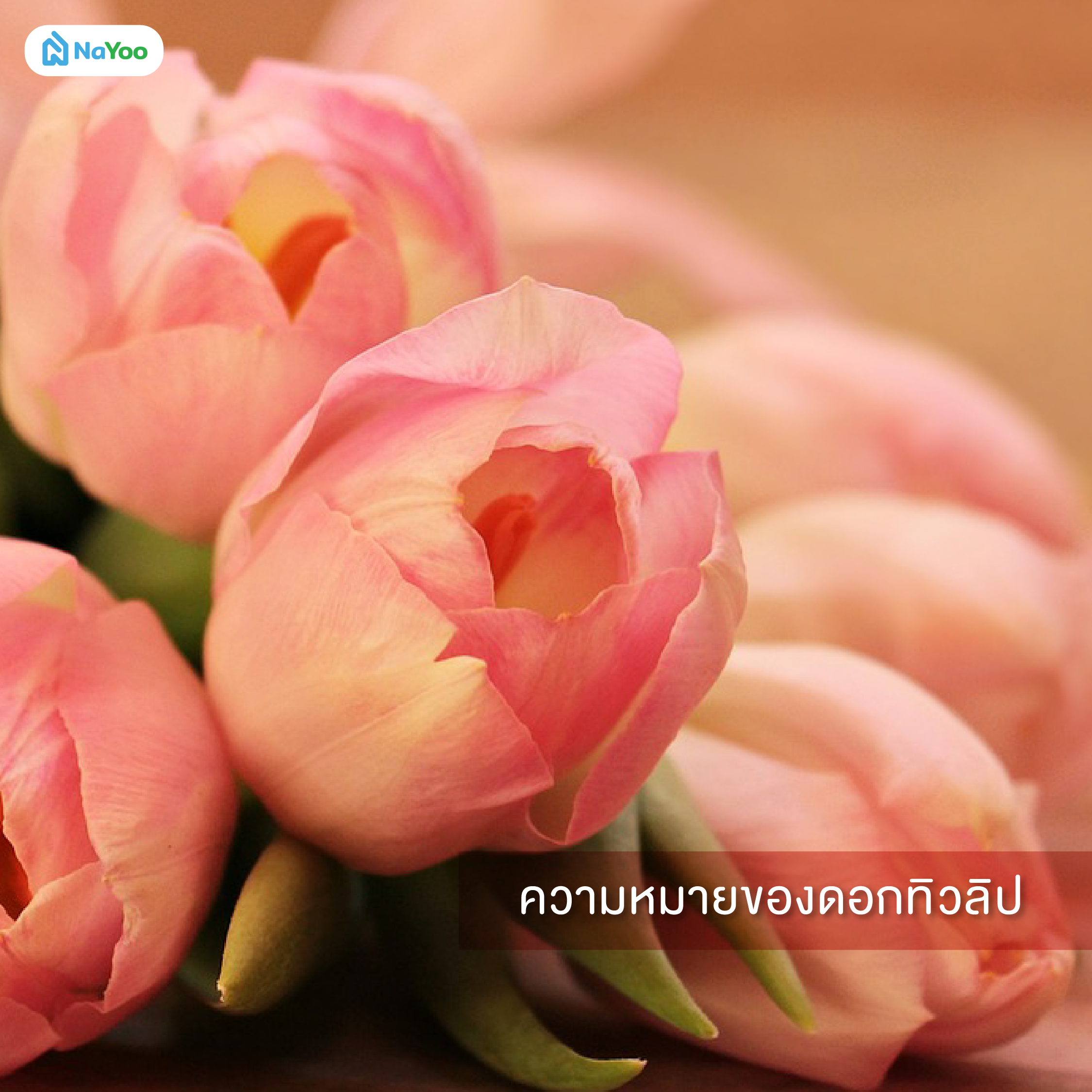 ความหมายของดอกทิวลิป