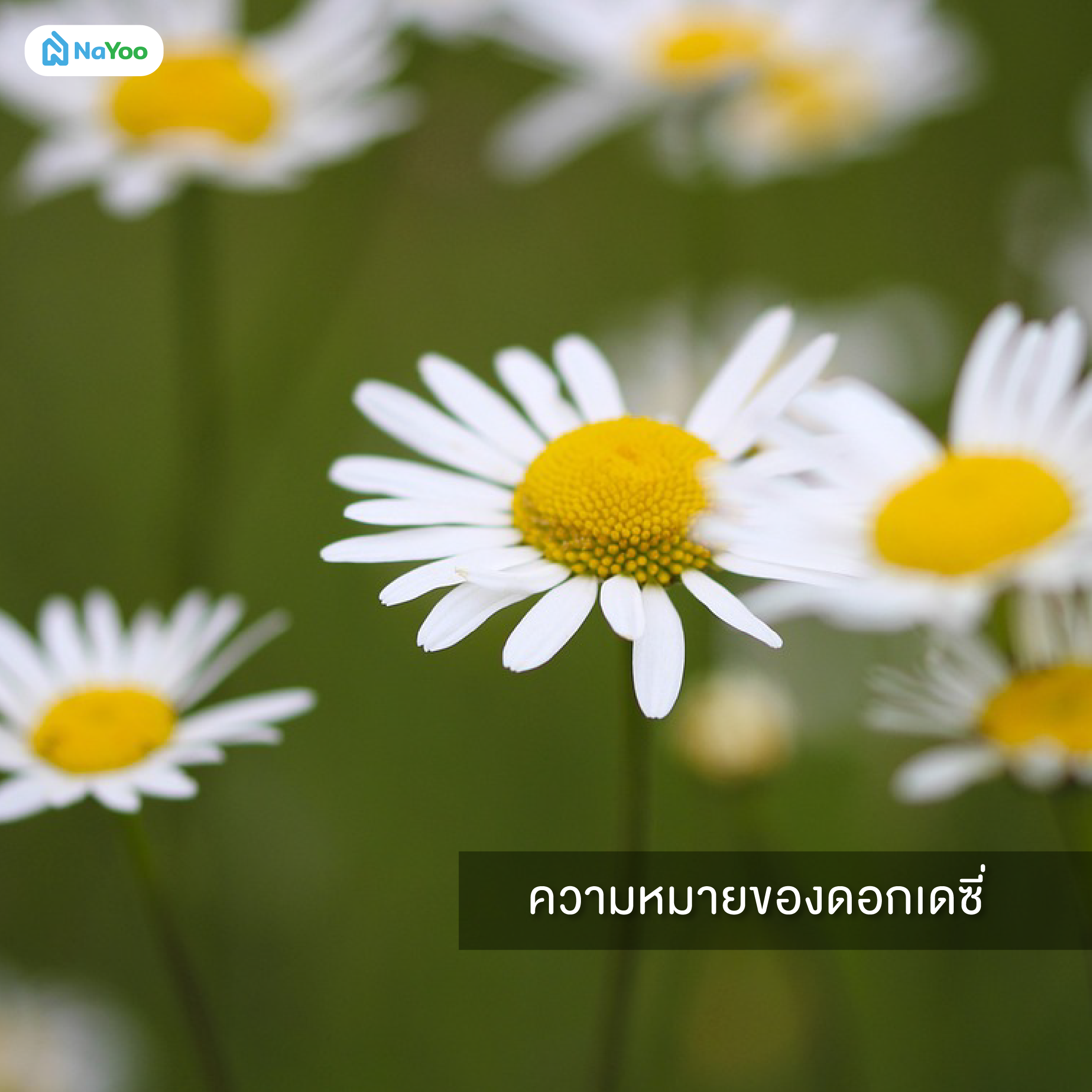 ความหมายของดอกเดซี่