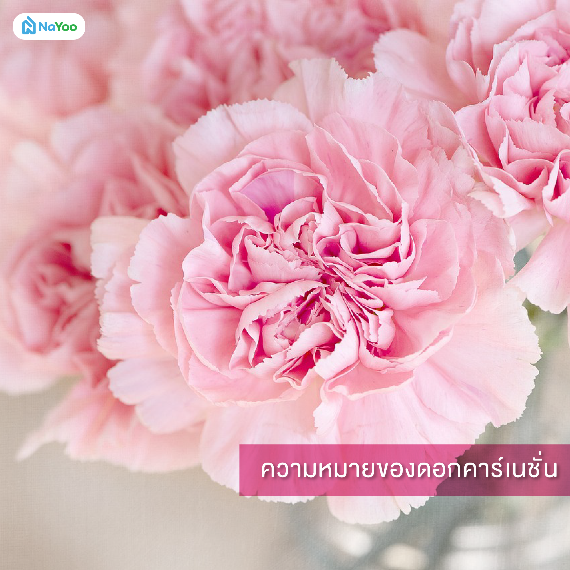 ความหมายของดอกคาร์เนชั่น