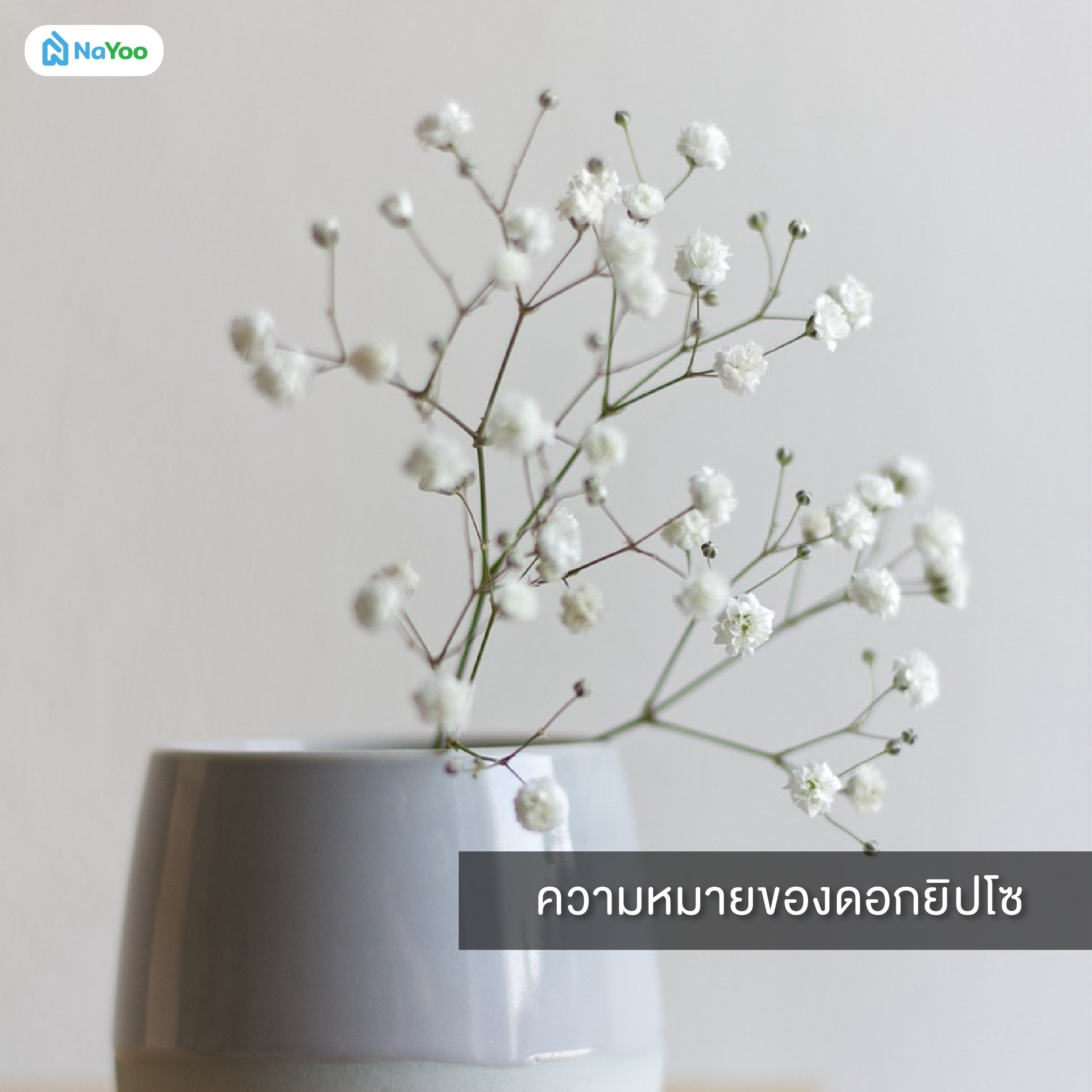 ความหมายของดอกยิปโซ