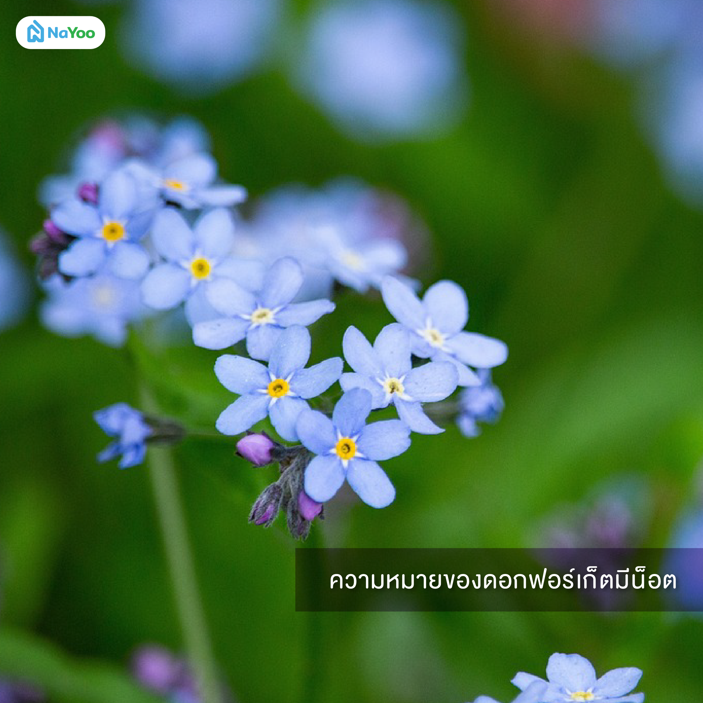 ความหมายของดอกฟอร์เก็ตมีน็อต