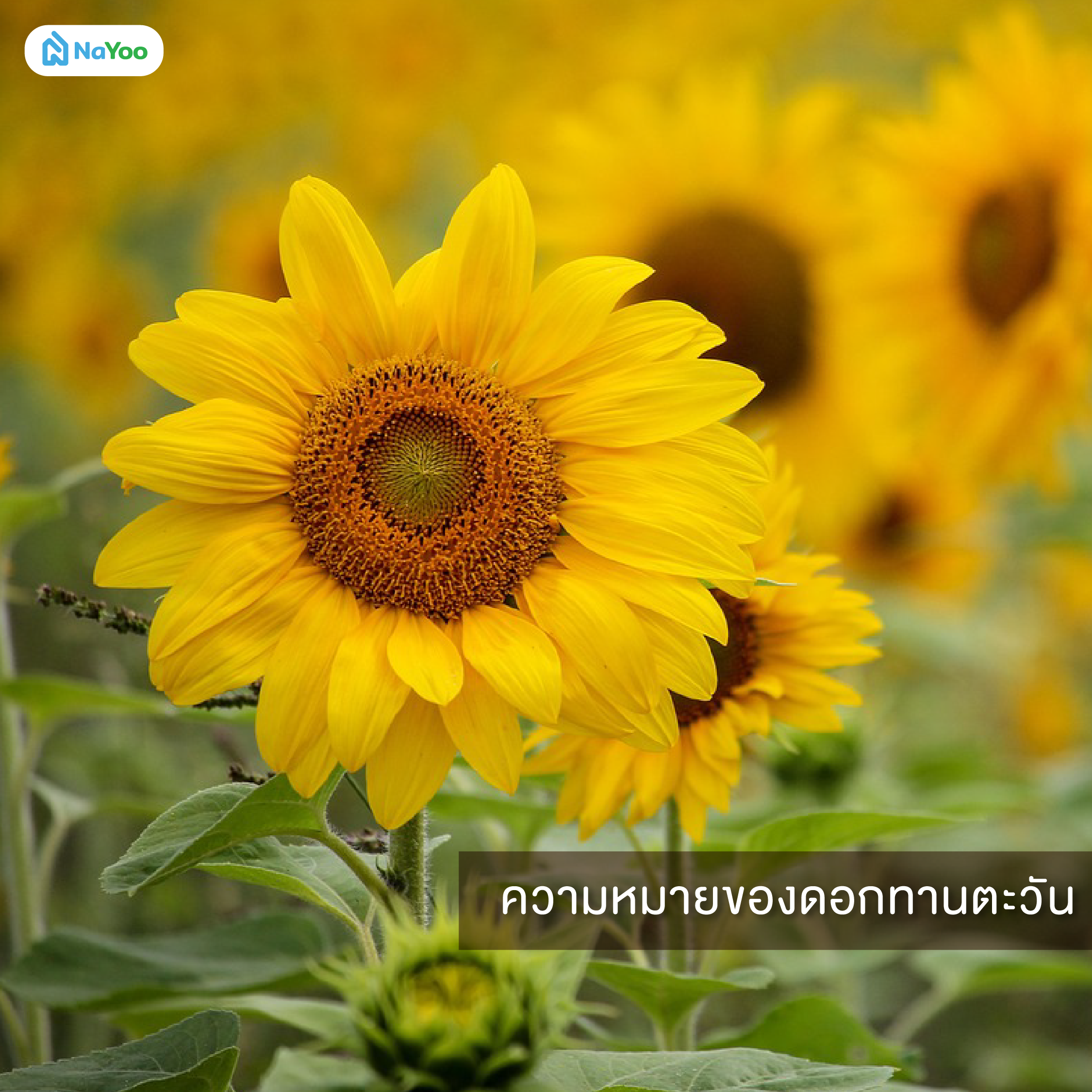 ความหมายของดอกทานตะวัน