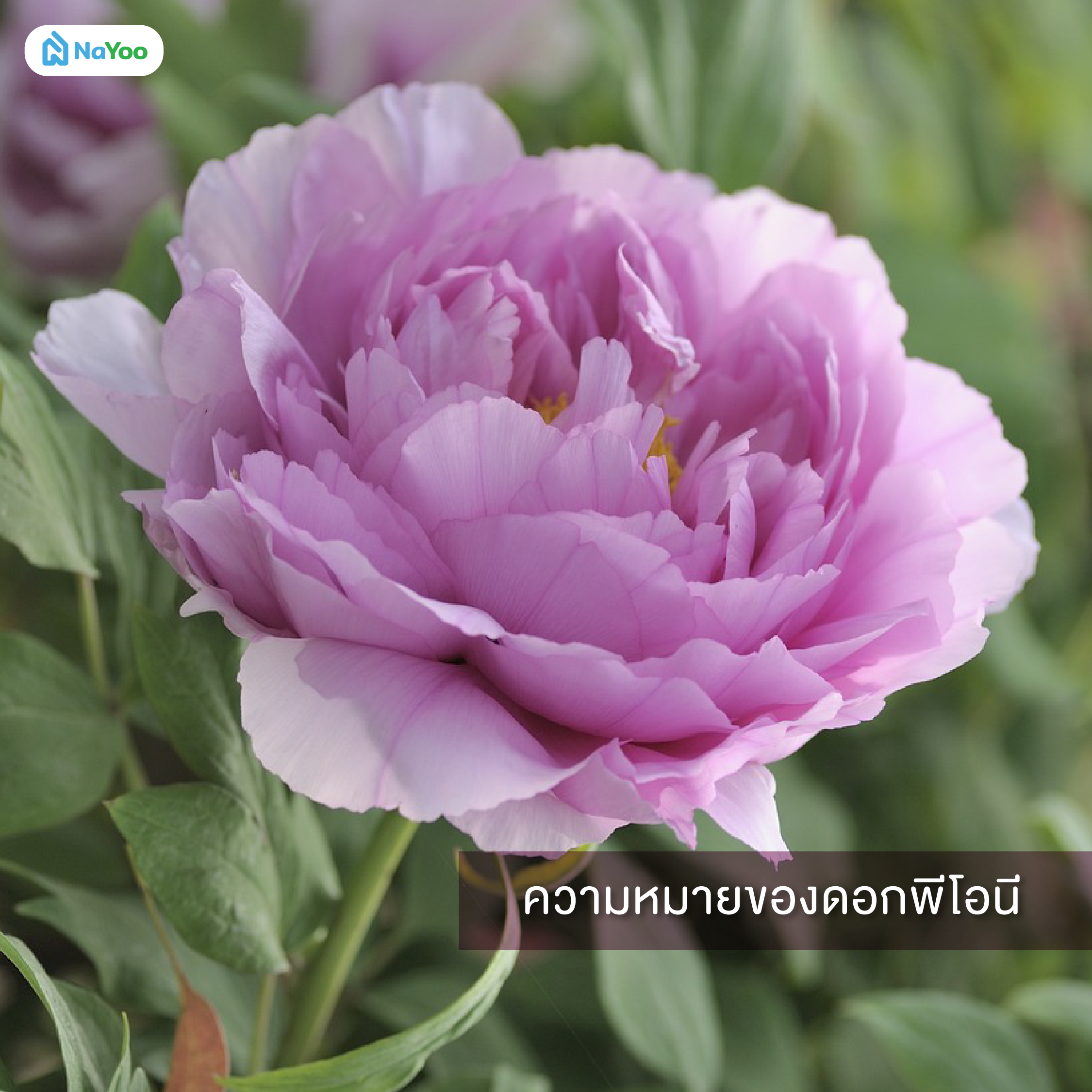 ความหมายของดอกพีโอนี