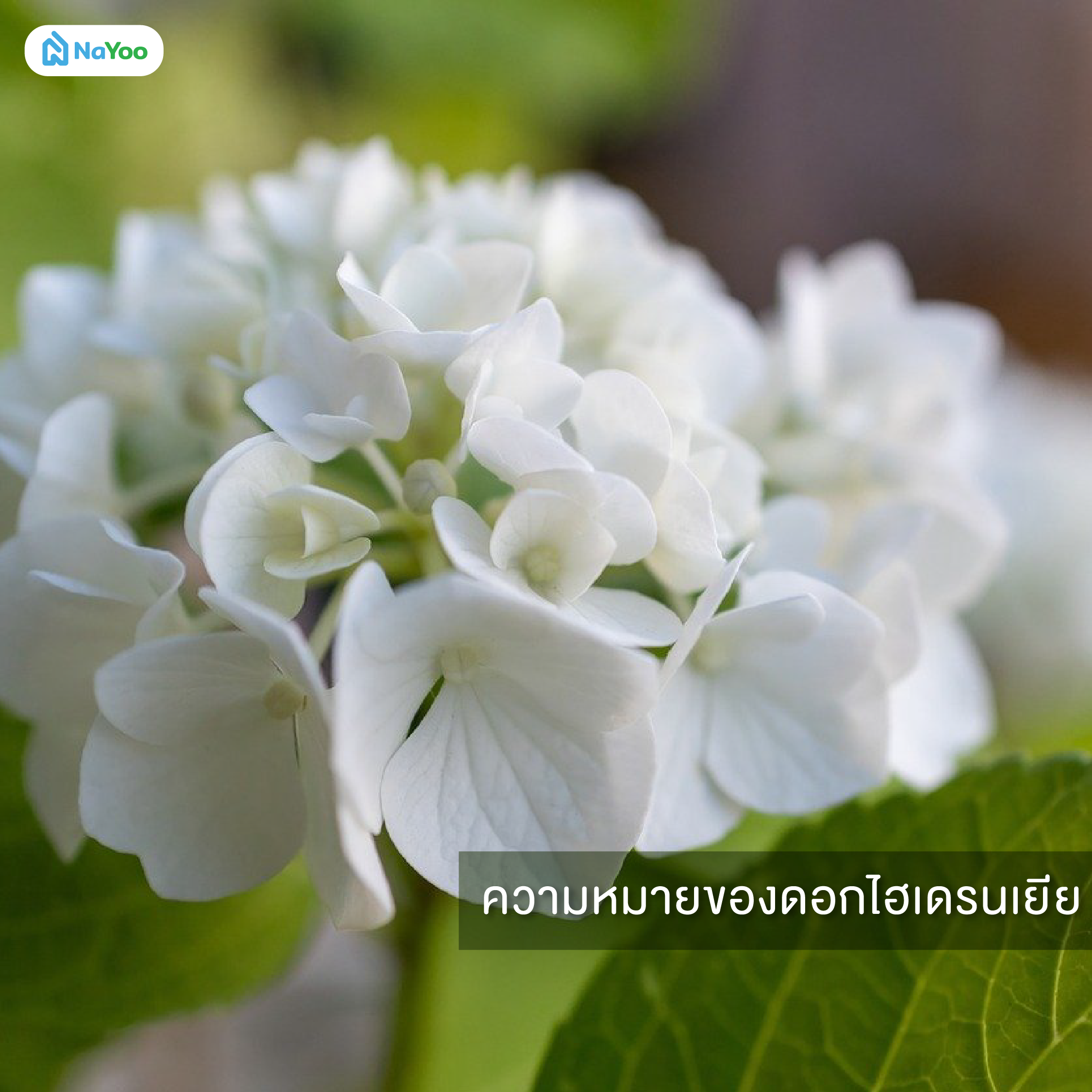 ความหมายของดอกไฮเดรนเยีย