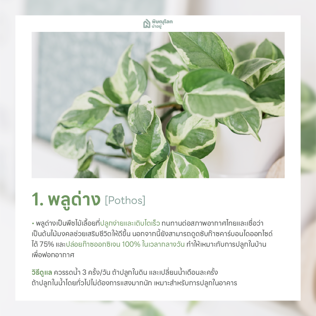 พลูด่าง ต้นไม้ฟอกอากาศ ปลูกต้นไม้ในบ้านง่ายๆ ช่วยดักจับฝุ่น