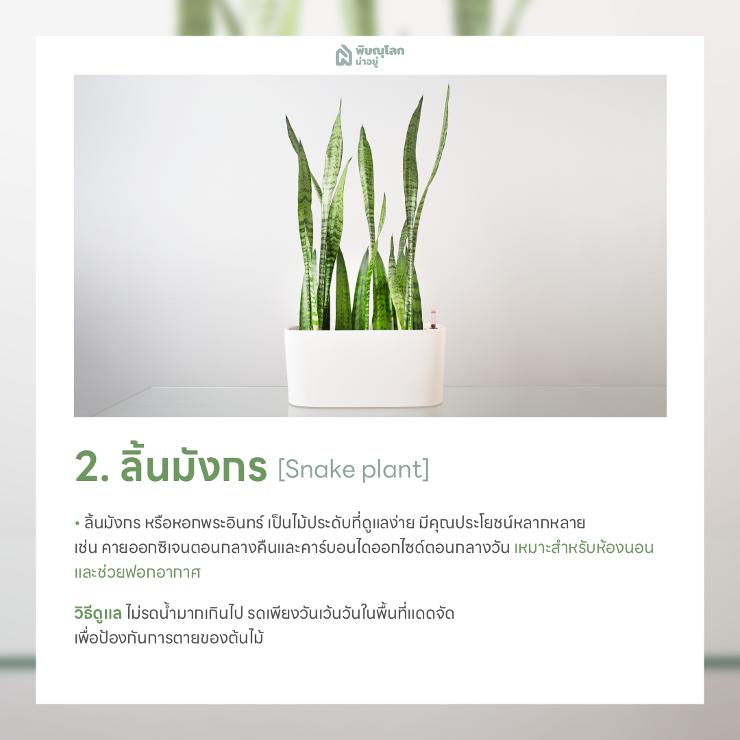 ลิ้นมังกร ต้นไม้ฟอกอากาศ ปลูกต้นไม้ในบ้านง่ายๆ ช่วยดักจับฝุ่น