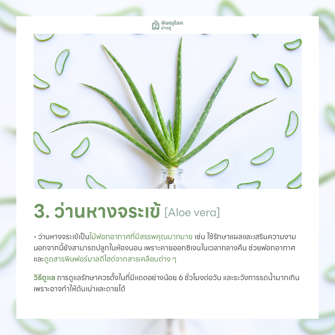 ว่านหางจระเข้ ต้นไม้ฟอกอากาศ ปลูกต้นไม้ในบ้านง่ายๆ ช่วยดักจับฝุ่น