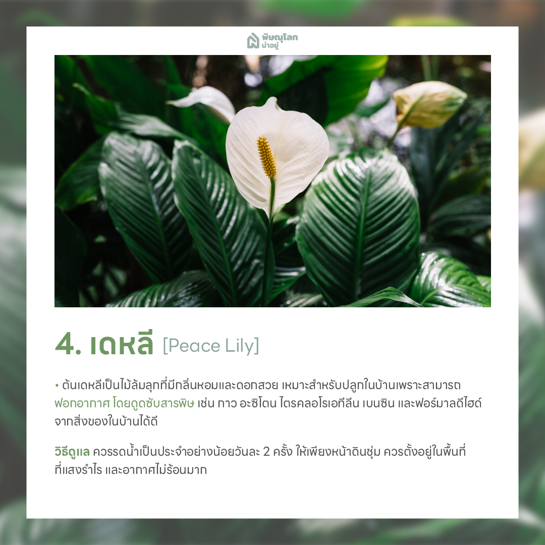 ต้นเดหลี ต้นไม้ฟอกอากาศ ปลูกต้นไม้ในบ้านง่ายๆ ช่วยดักจับฝุ่น
