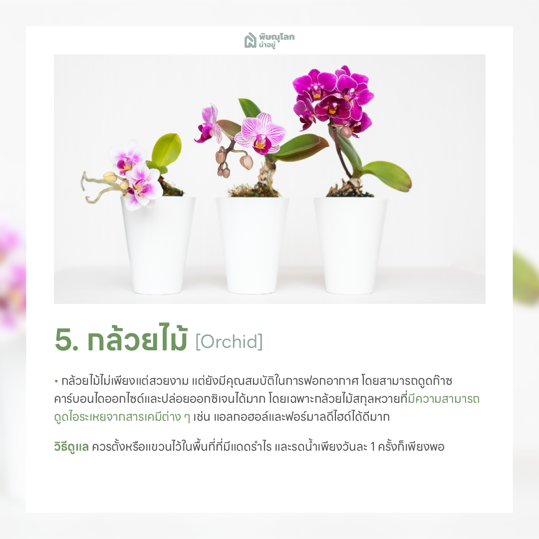 กล้วยไม้ ต้นไม้ฟอกอากาศ ปลูกต้นไม้ในบ้านง่ายๆ ช่วยดักจับฝุ่น