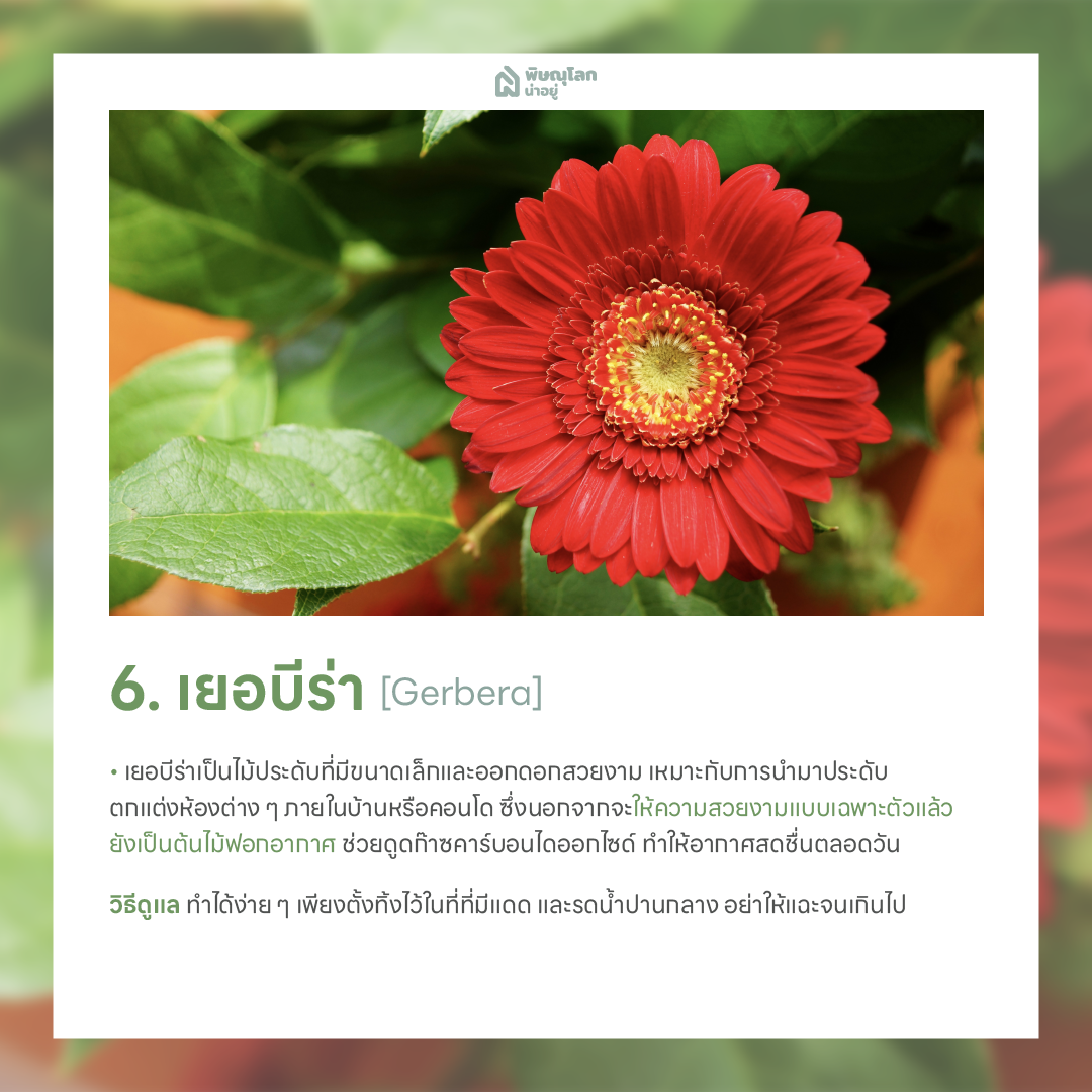เยอบีร่า ต้นไม้ฟอกอากาศ ปลูกต้นไม้ในบ้านง่ายๆ ช่วยดักจับฝุ่น