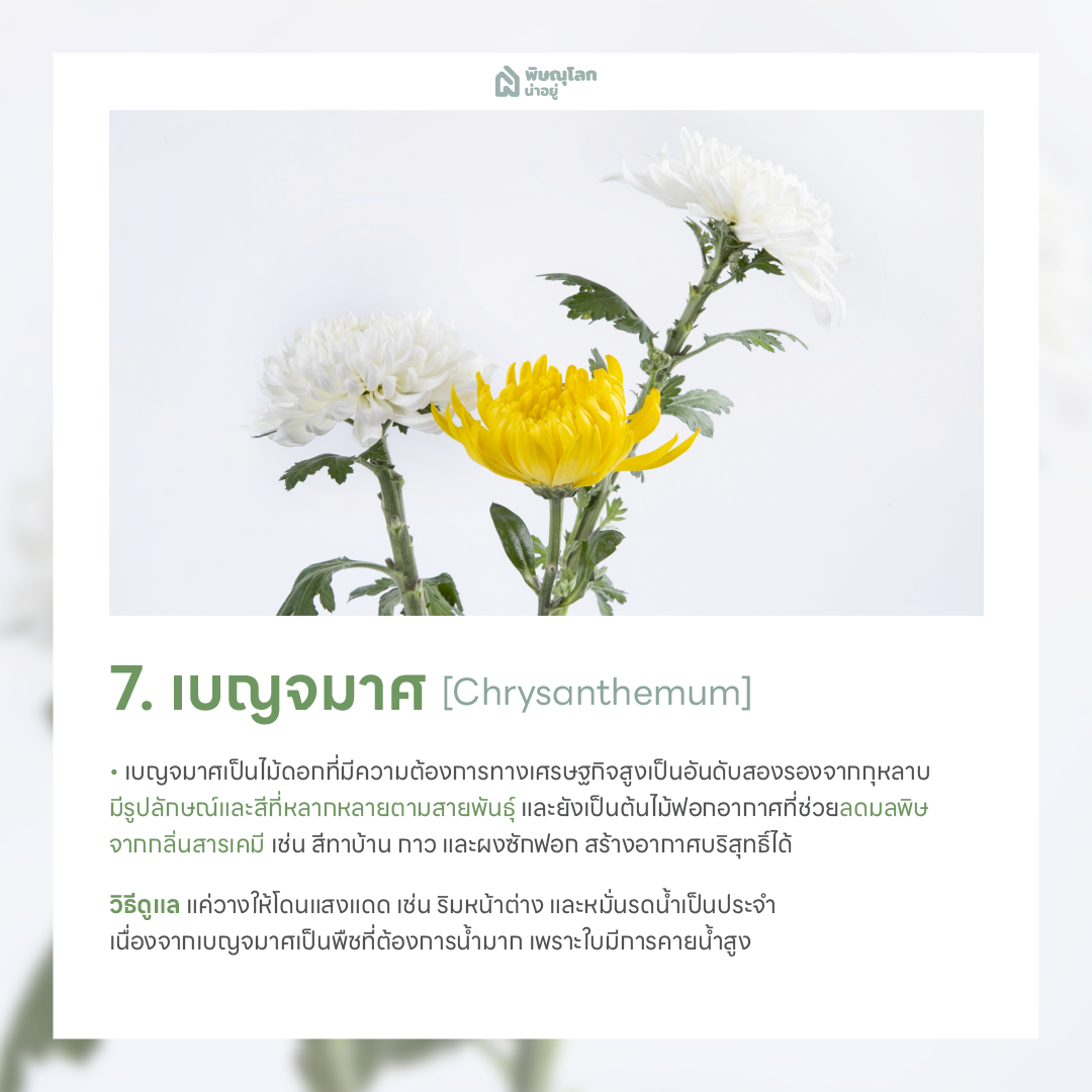 เบญมาศ ต้นไม้ฟอกอากาศ ปลูกต้นไม้ในบ้านง่ายๆ ช่วยดักจับฝุ่น