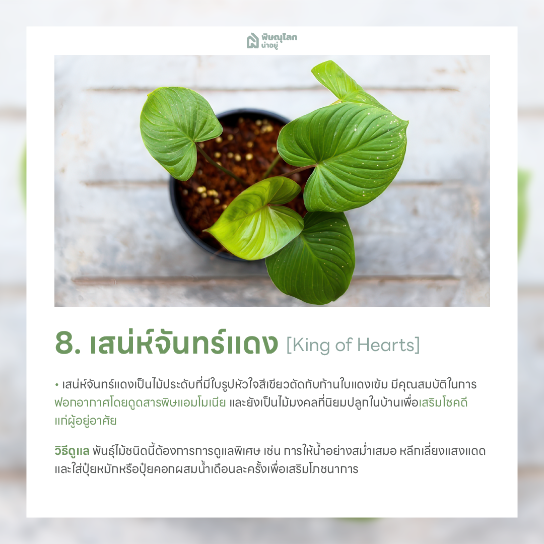 เสน่ห์จันทร์แดง ต้นไม้ฟอกอากาศ ปลูกต้นไม้ในบ้านง่ายๆ ช่วยดักจับฝุ่น