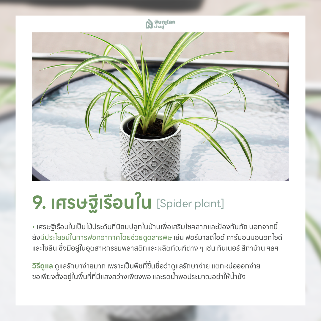 เศรษฐีเรือนใน ต้นไม้ฟอกอากาศ ปลูกต้นไม้ในบ้านง่ายๆ ช่วยดักจับฝุ่น