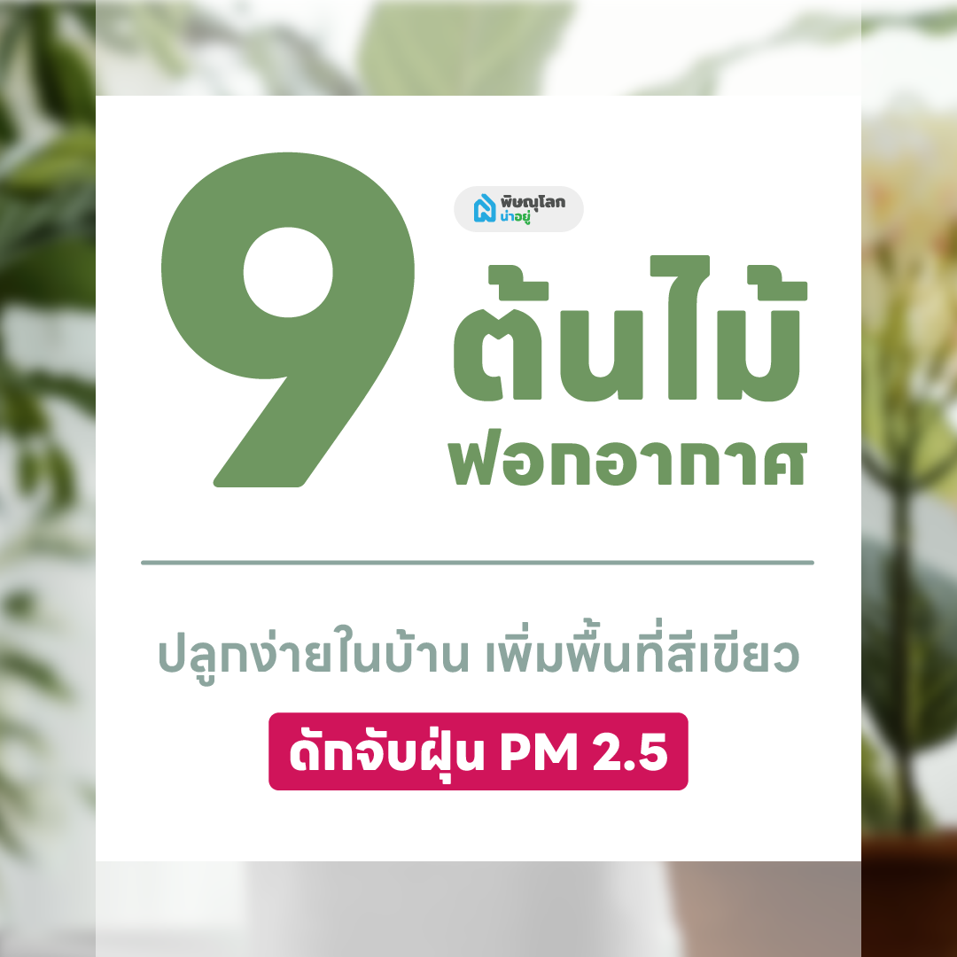 9 ต้นไม้ฟอกอากาศ ปลูกต้นไม้ในบ้านง่ายๆ ช่วยดักจับฝุ่น