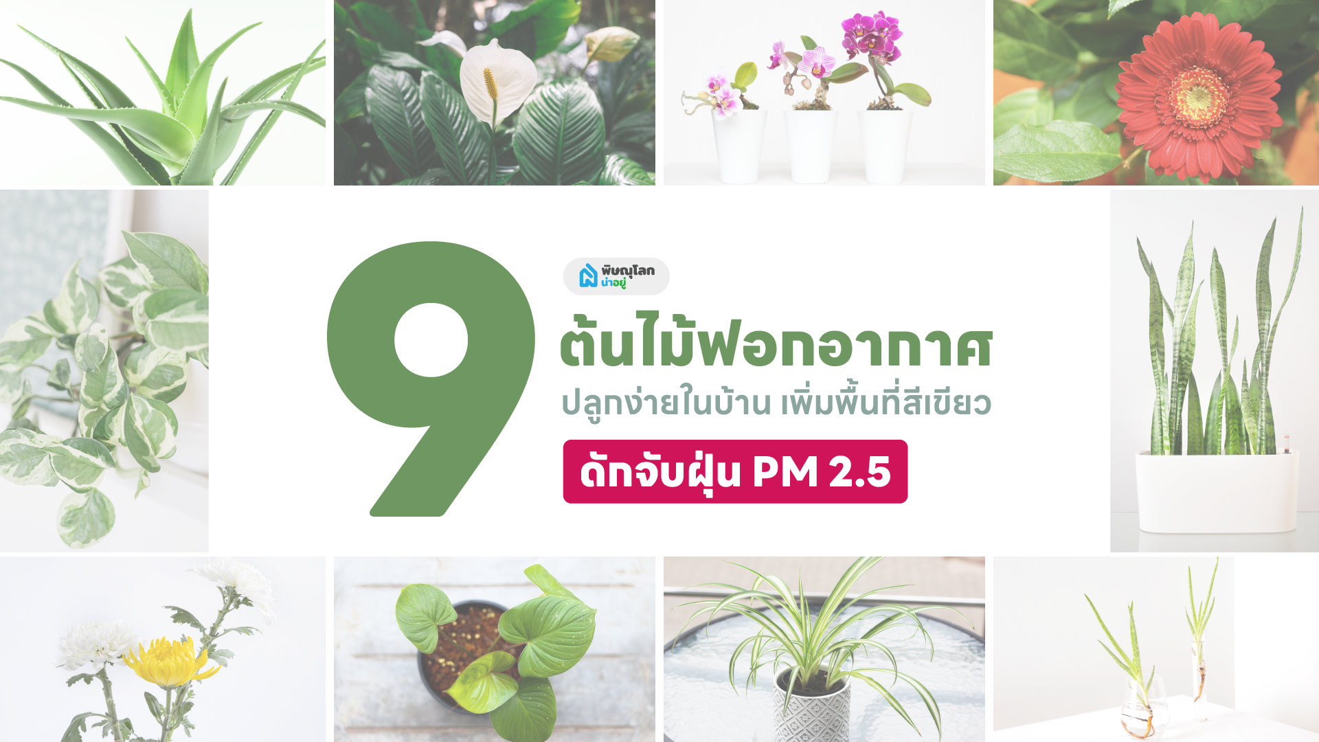 9 ต้นไม้ฟอกอากาศ ปลูกต้นไม้ในบ้านง่ายๆ ช่วยดักจับฝุ่น