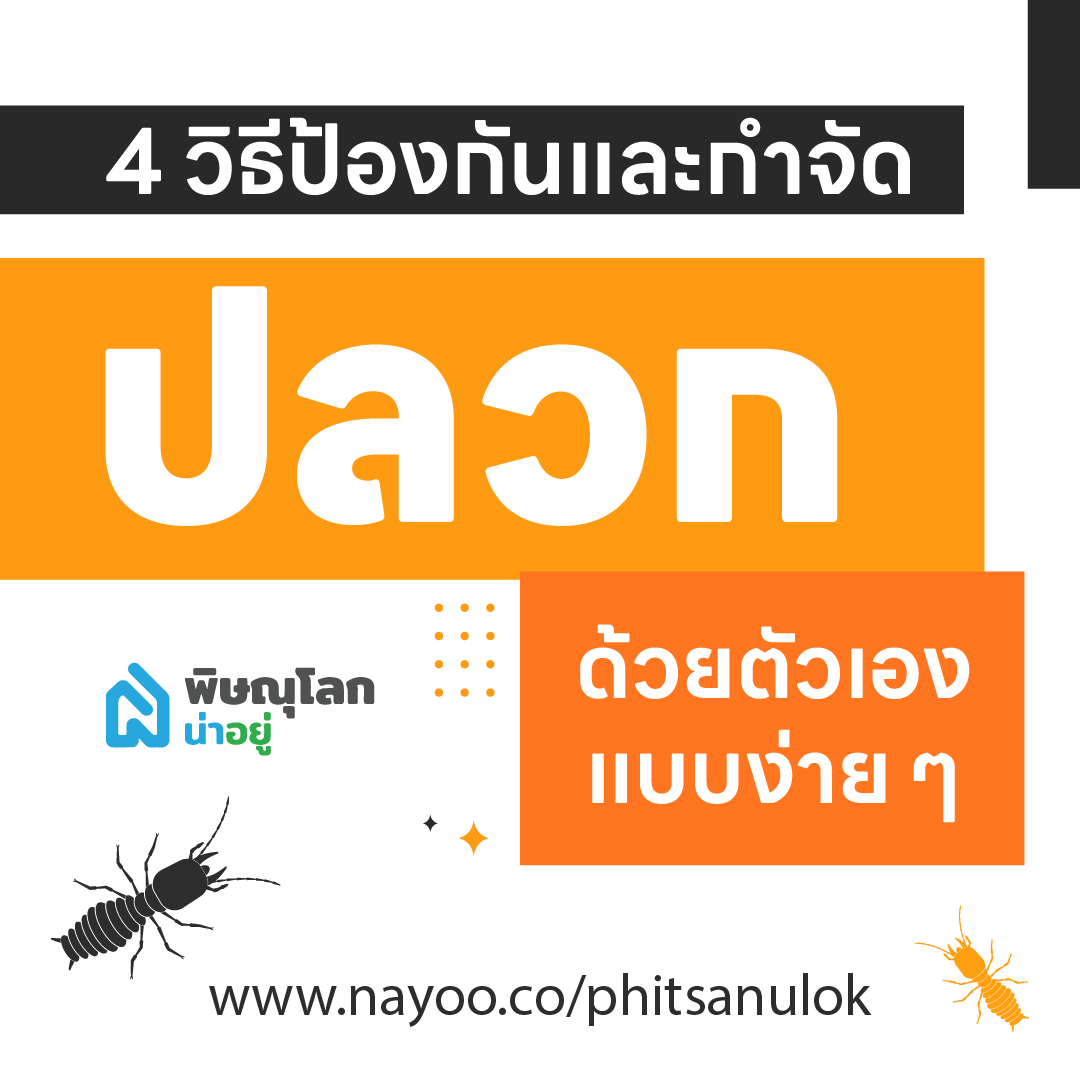 4 วิธีป้องกันและกำจัดปลวกด้วยตัวเองแบบง่ายๆ ได้ผลดี