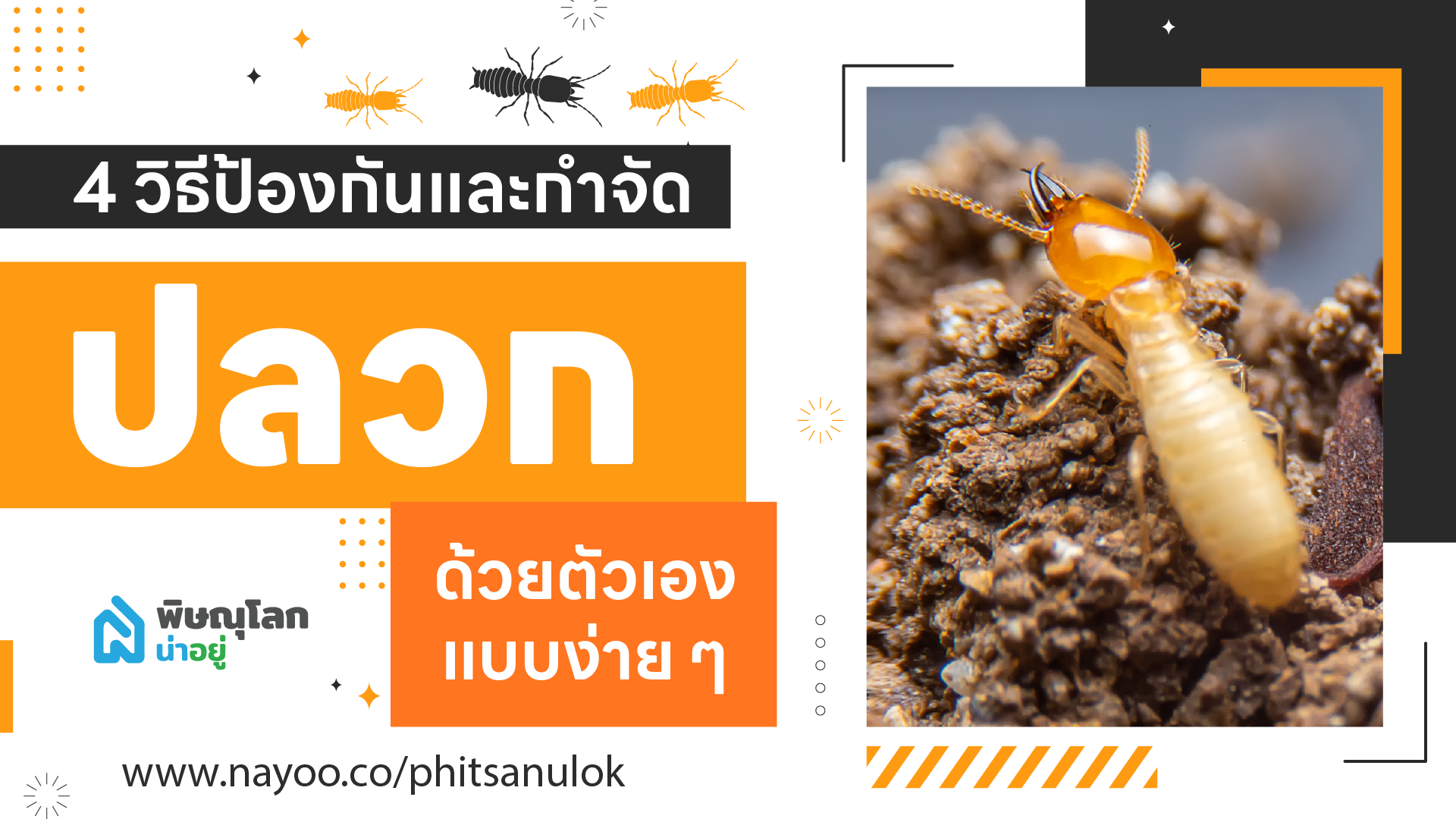 4 วิธีป้องกันและกำจัดปลวกด้วยตัวเองแบบง่ายๆ ได้ผลดี