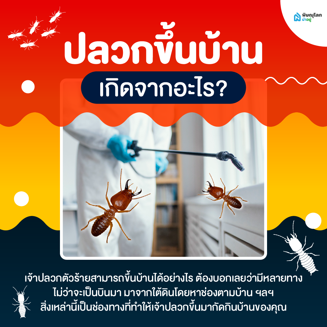 เผยสาเหตุปลวกขึ้นบ้าน 