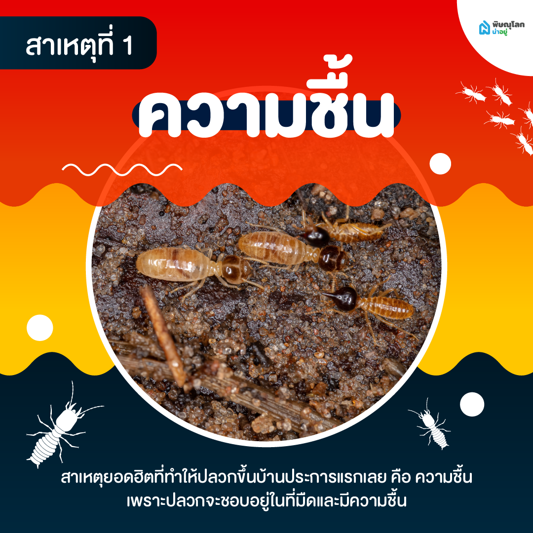 เผยสาเหตุปลวกขึ้นบ้าน