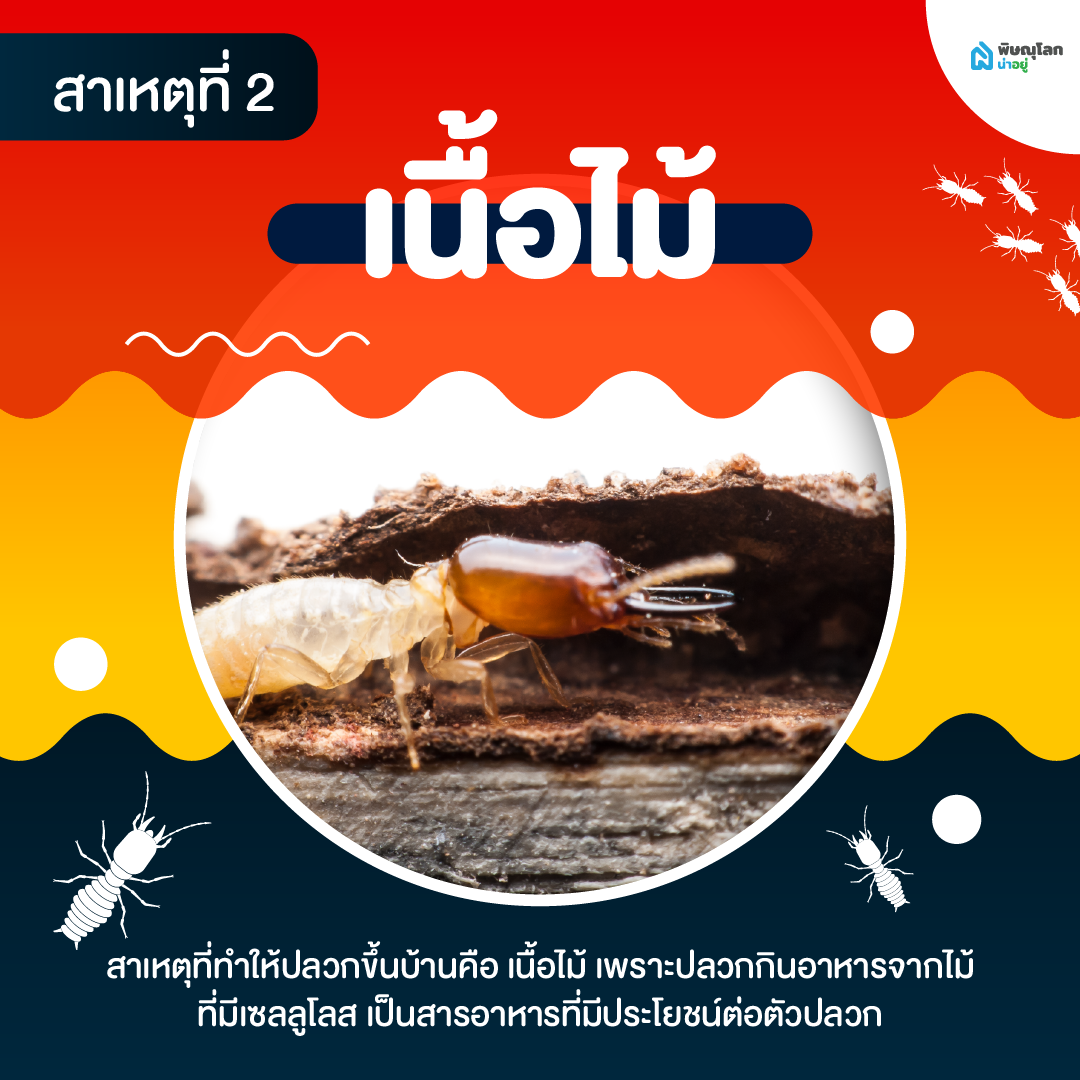 เผยสาเหตุปลวกขึ้นบ้าน