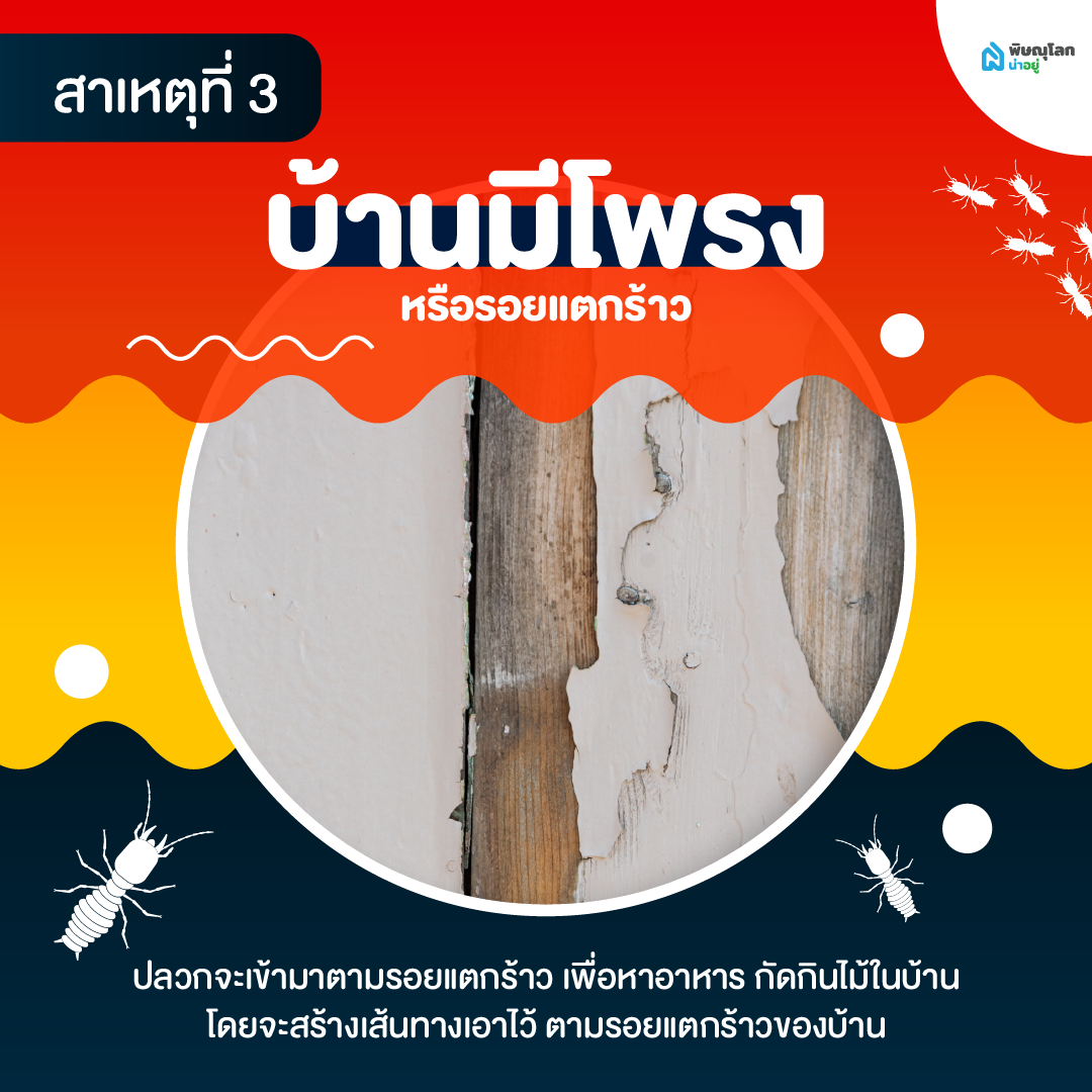 เผยสาเหตุปลวกขึ้นบ้าน