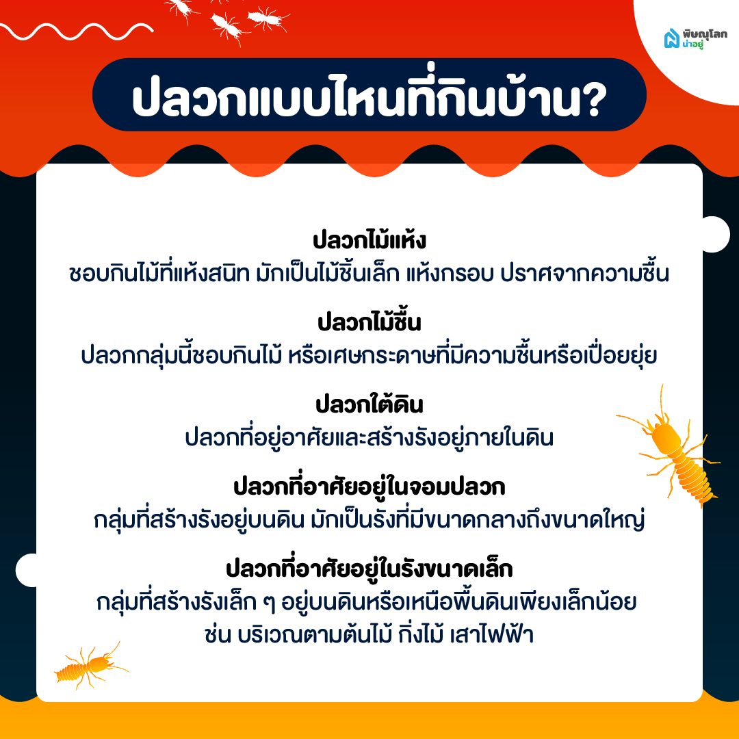 เผยสาเหตุปลวกขึ้นบ้าน